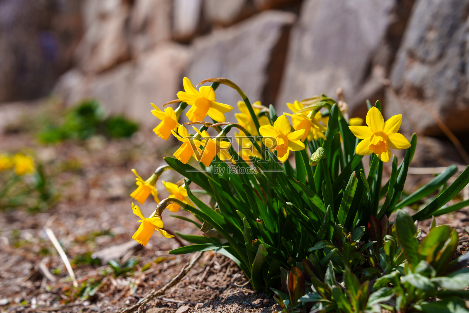 春天盛开的黄色水仙花特写照片照片摄影图片