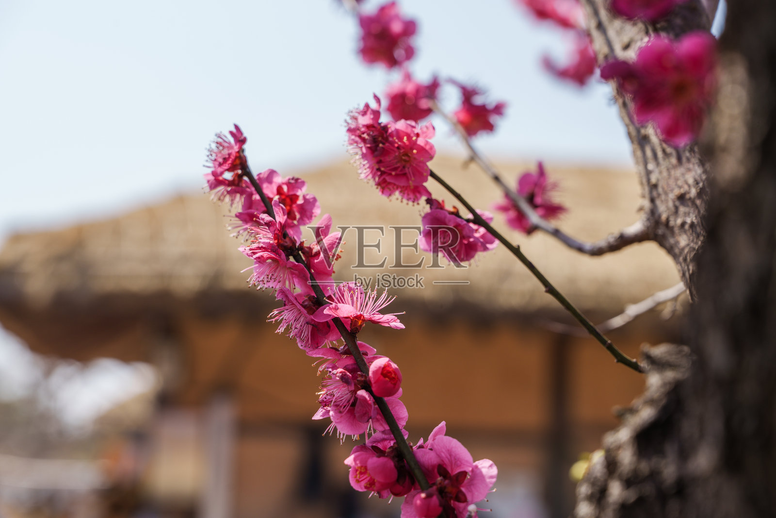 三月盛开的五彩梅花与古老的韩屋相映成趣（韩国庆州阳东村）照片摄影图片