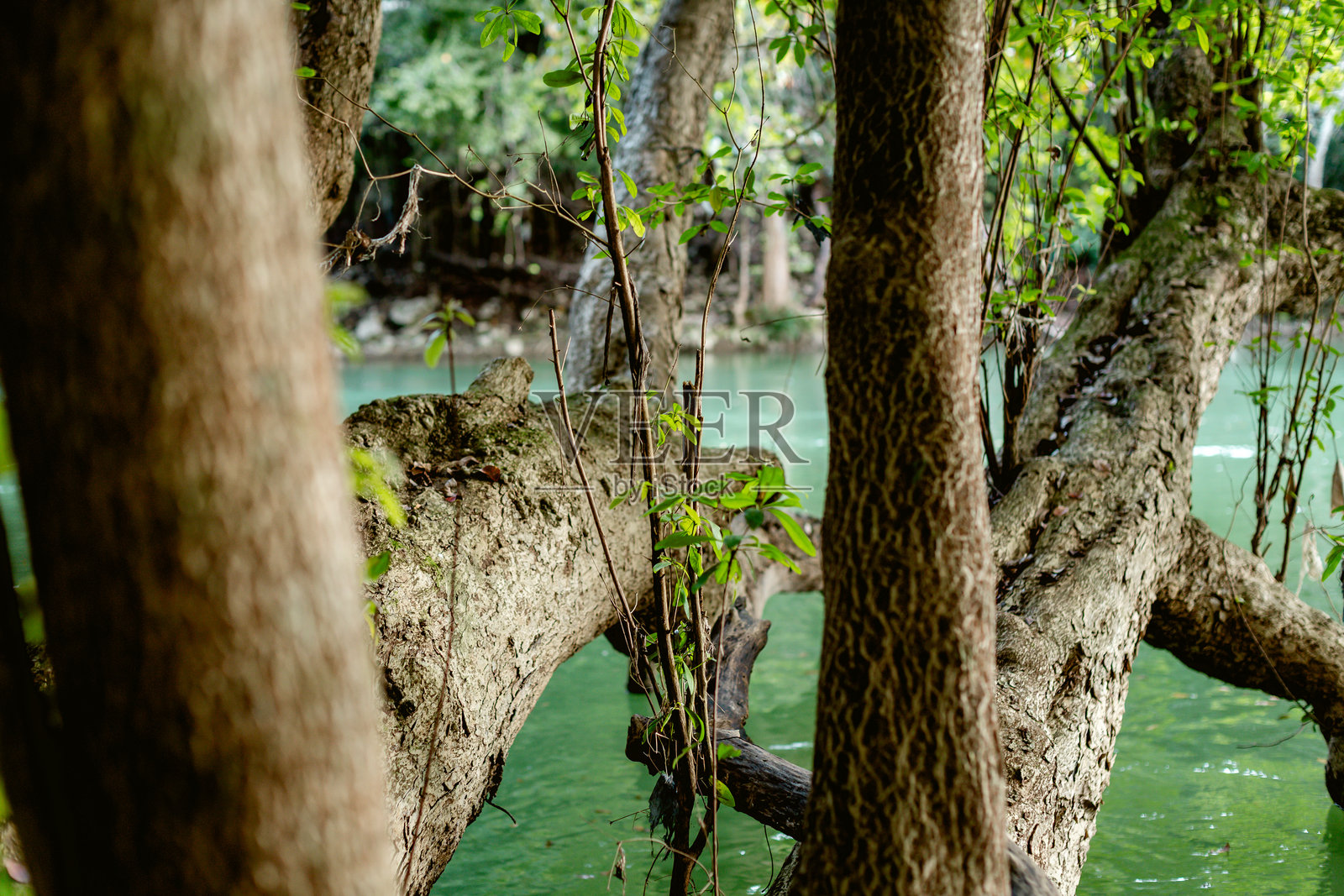 卡约丛林中的河流照片摄影图片