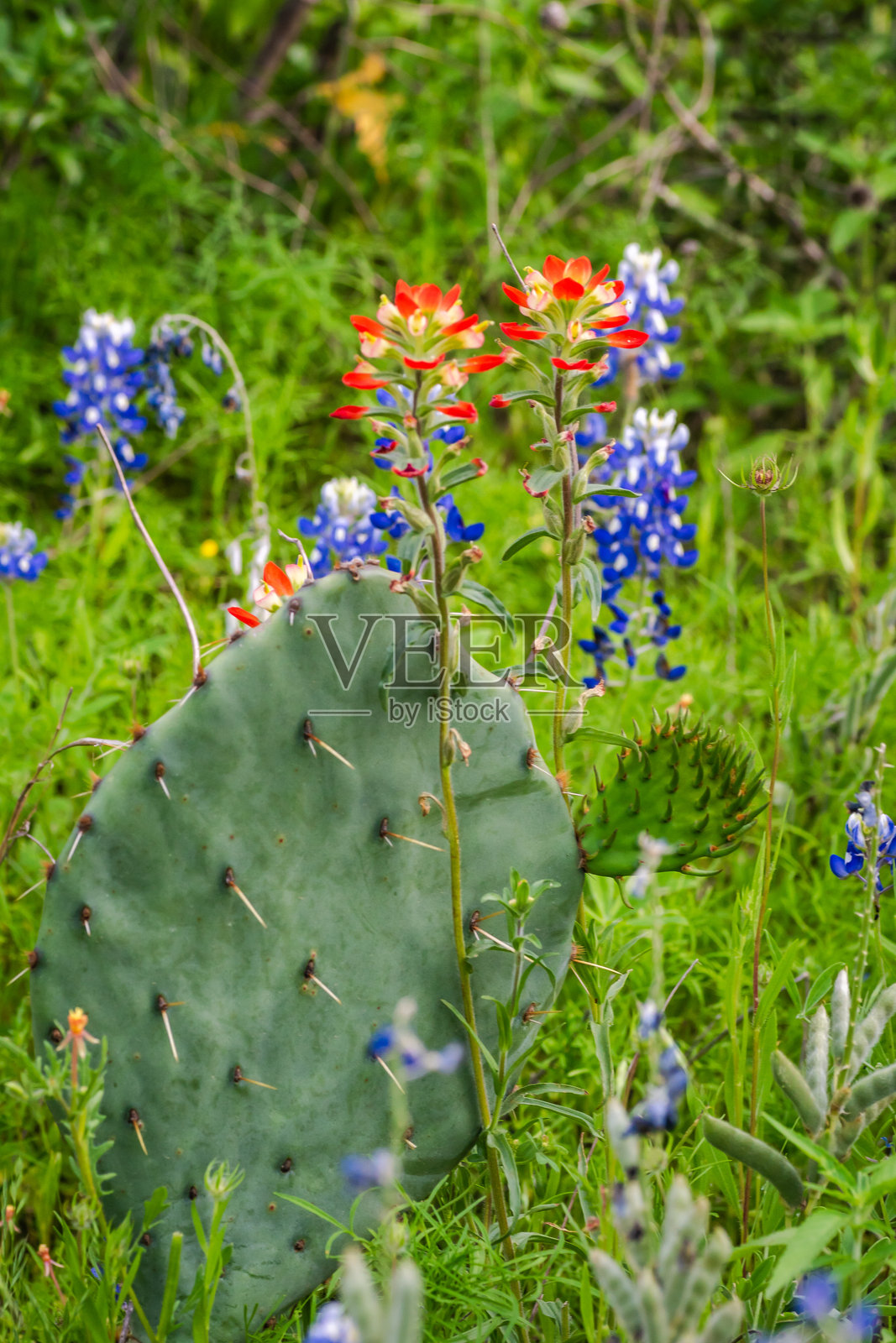 德克萨斯春天五彩斑斓的野花绚丽绽放照片摄影图片