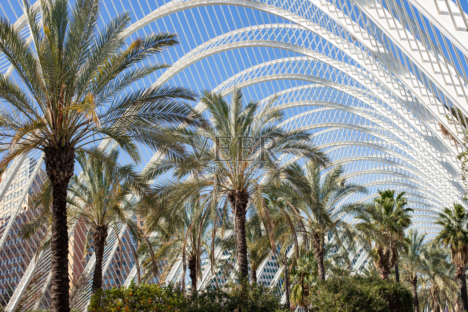 公园里的棕榈树顶端照片摄影图片