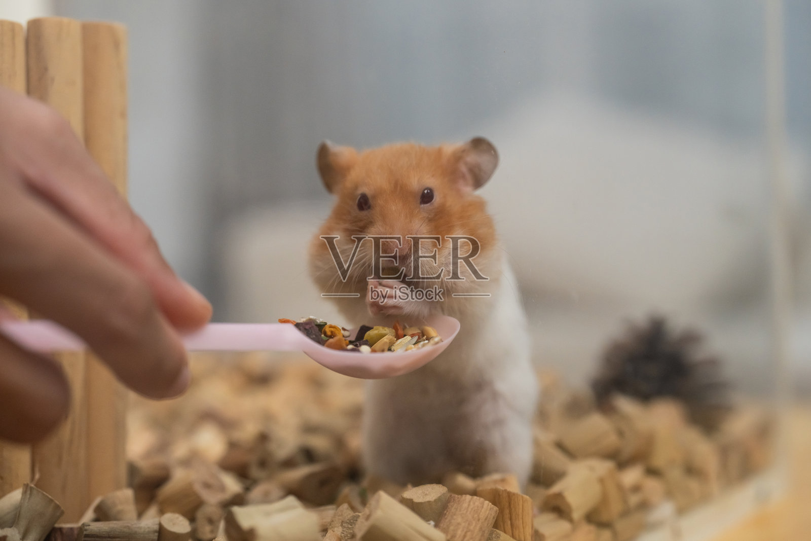 可爱的仓鼠用爪子抓着食物，正被一只拿着粉色勺子的手喂食，周围是温馨的室内环境，铺满木屑和装饰品。照片摄影图片
