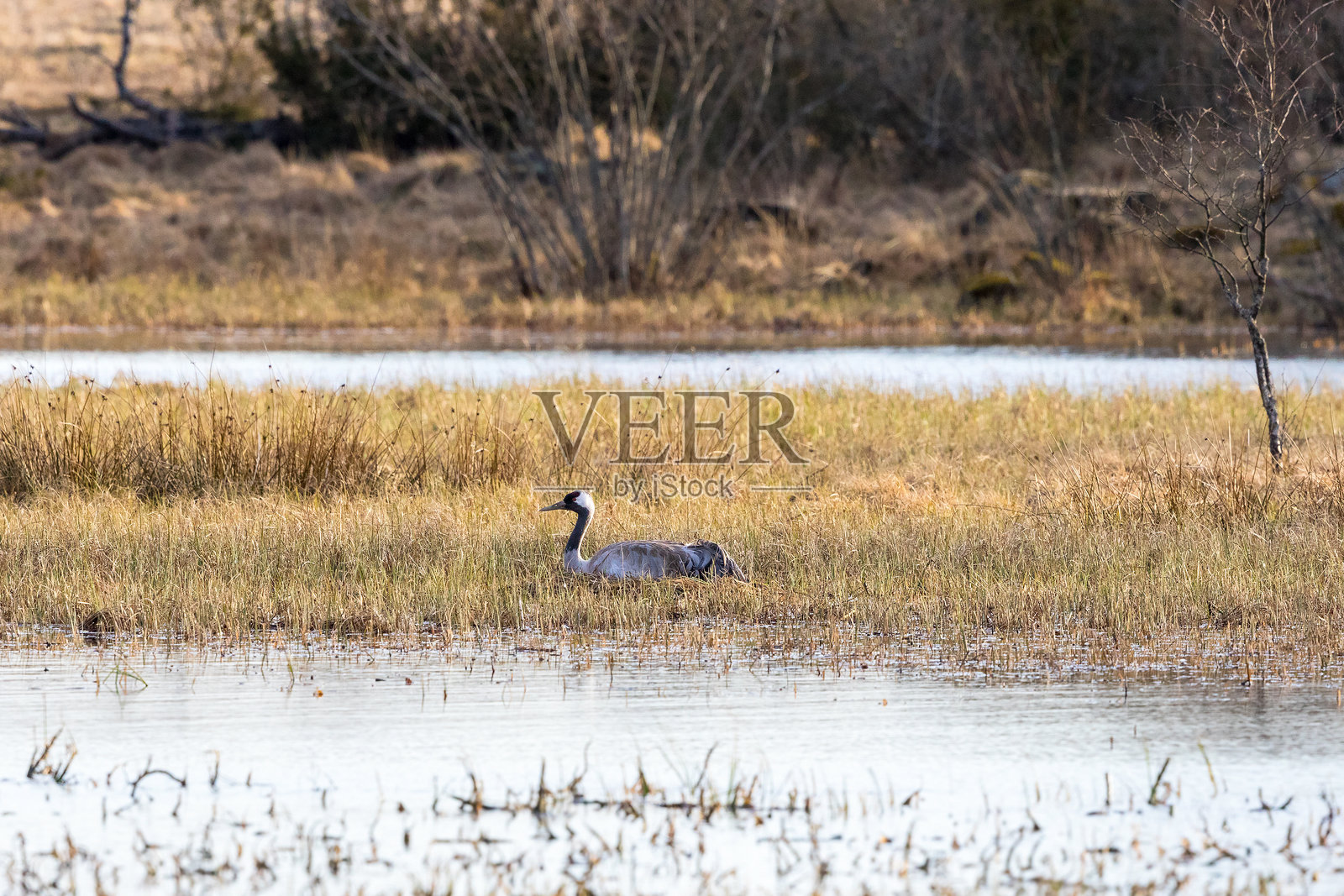鹤在湿地筑巢照片摄影图片