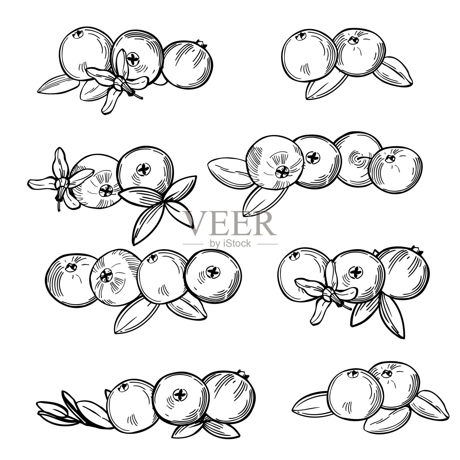 蔓越莓素描。矢量插图。插画图片素材