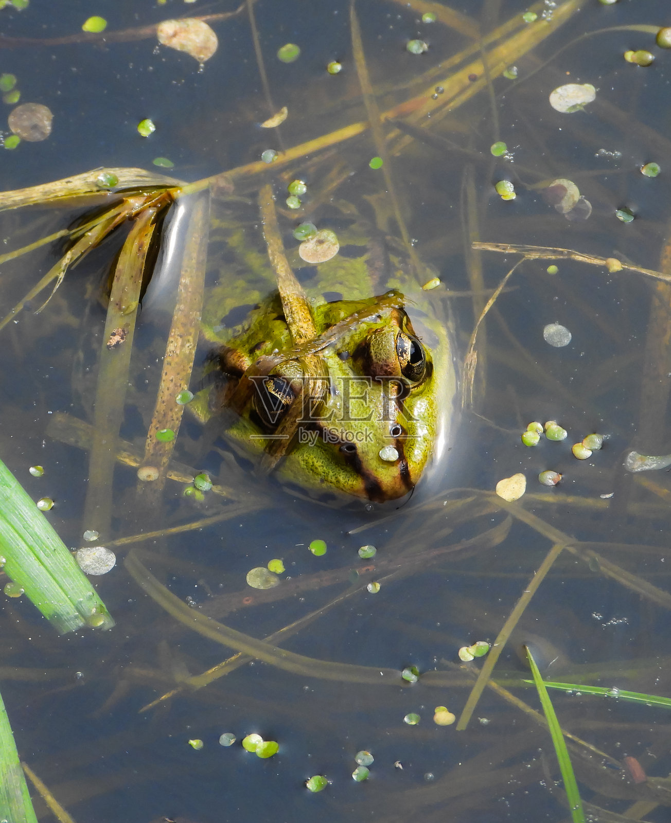 青蛙头部与气泡，微距摄影照片摄影图片