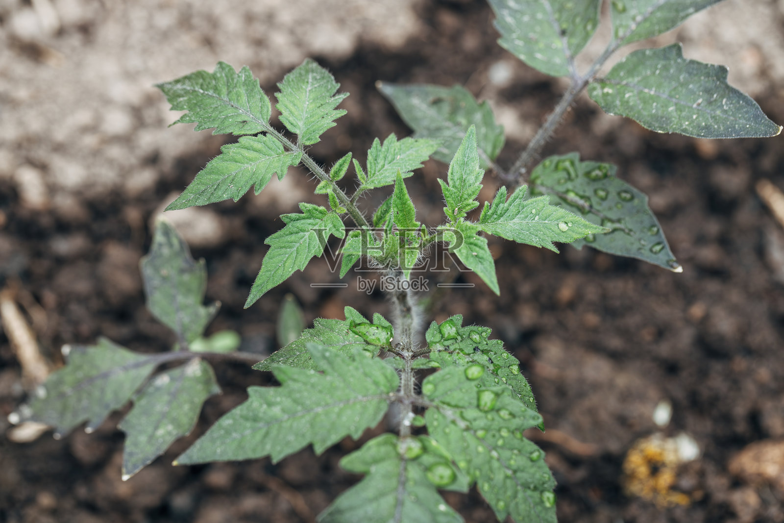美丽番茄叶纹理的特写，叶子上有水滴。照片摄影图片