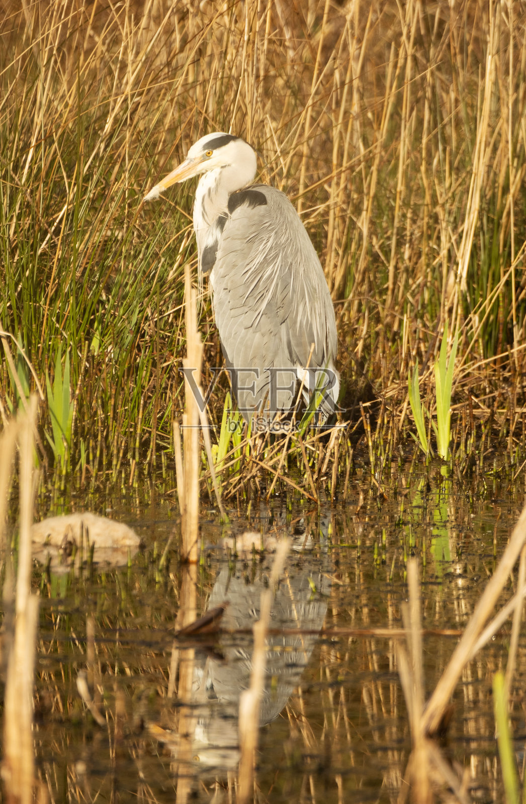 灰鹭在水边照片摄影图片