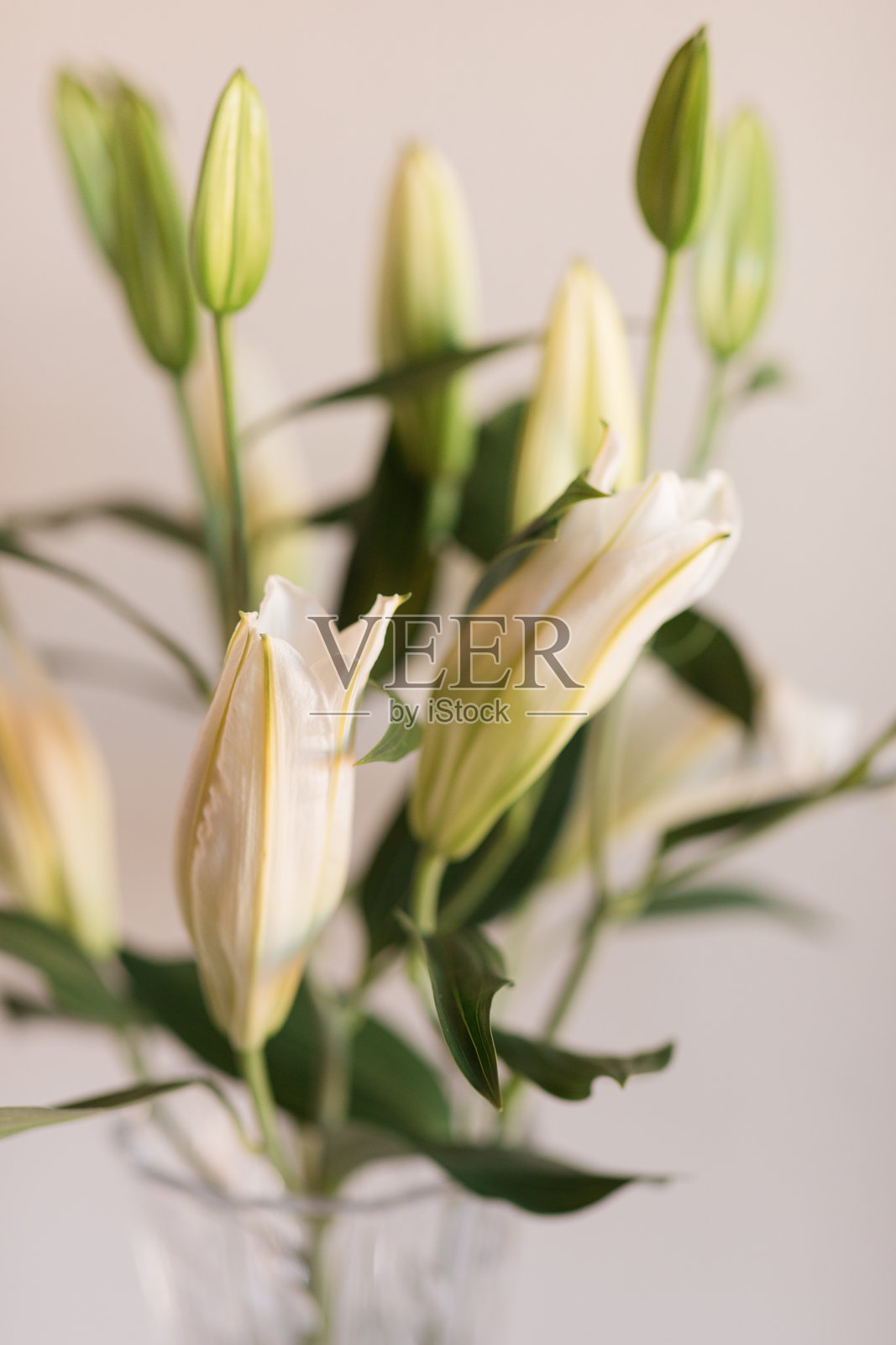 优雅的白色复活节百合花在复古水晶花瓶中，背景为中性色调照片摄影图片