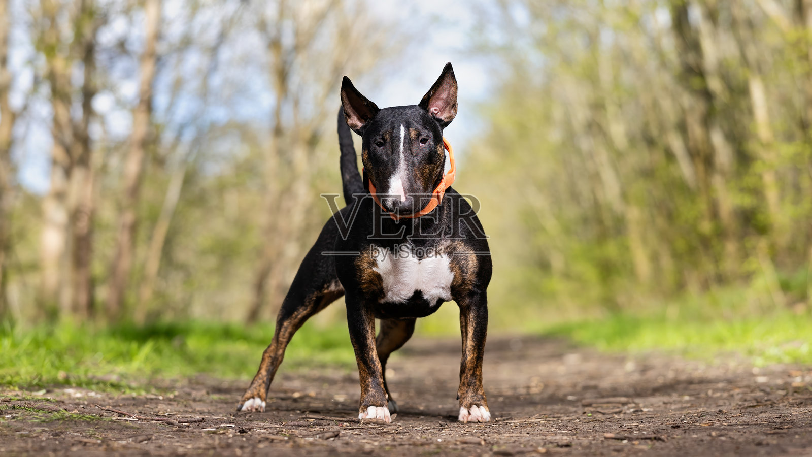 美丽的狗照片摄影图片