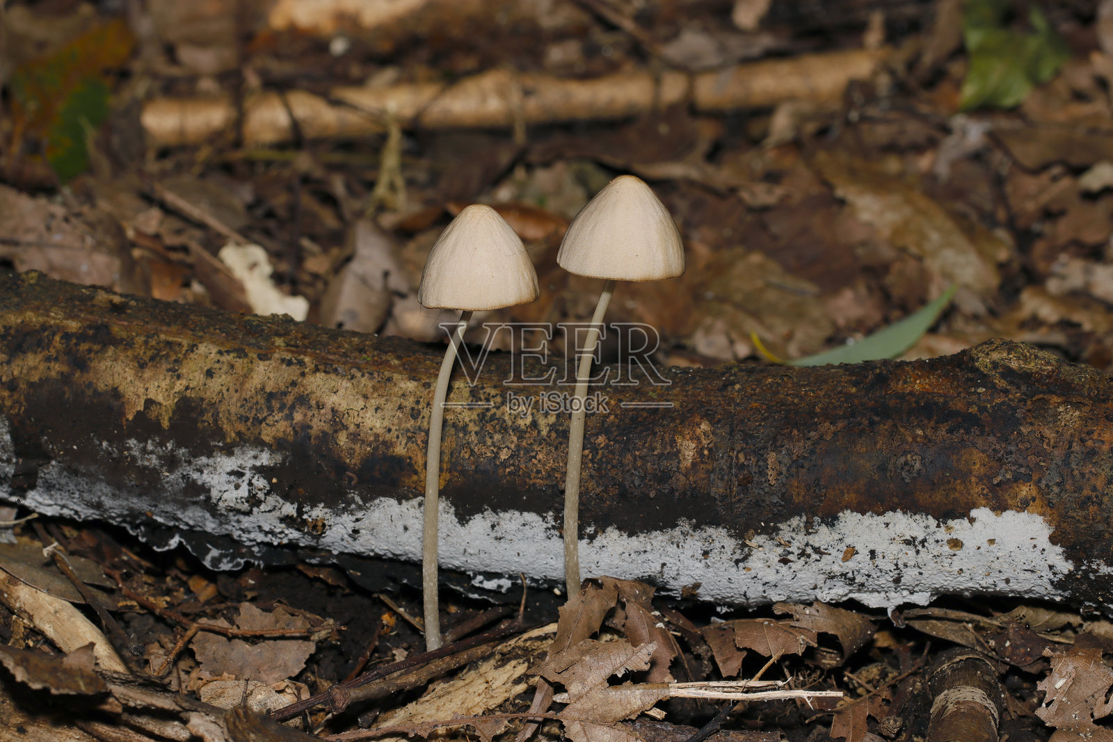 红脚平菇（Nayotake）在日本黑暗森林的入口处生长（自然科学特写微距摄影）照片摄影图片