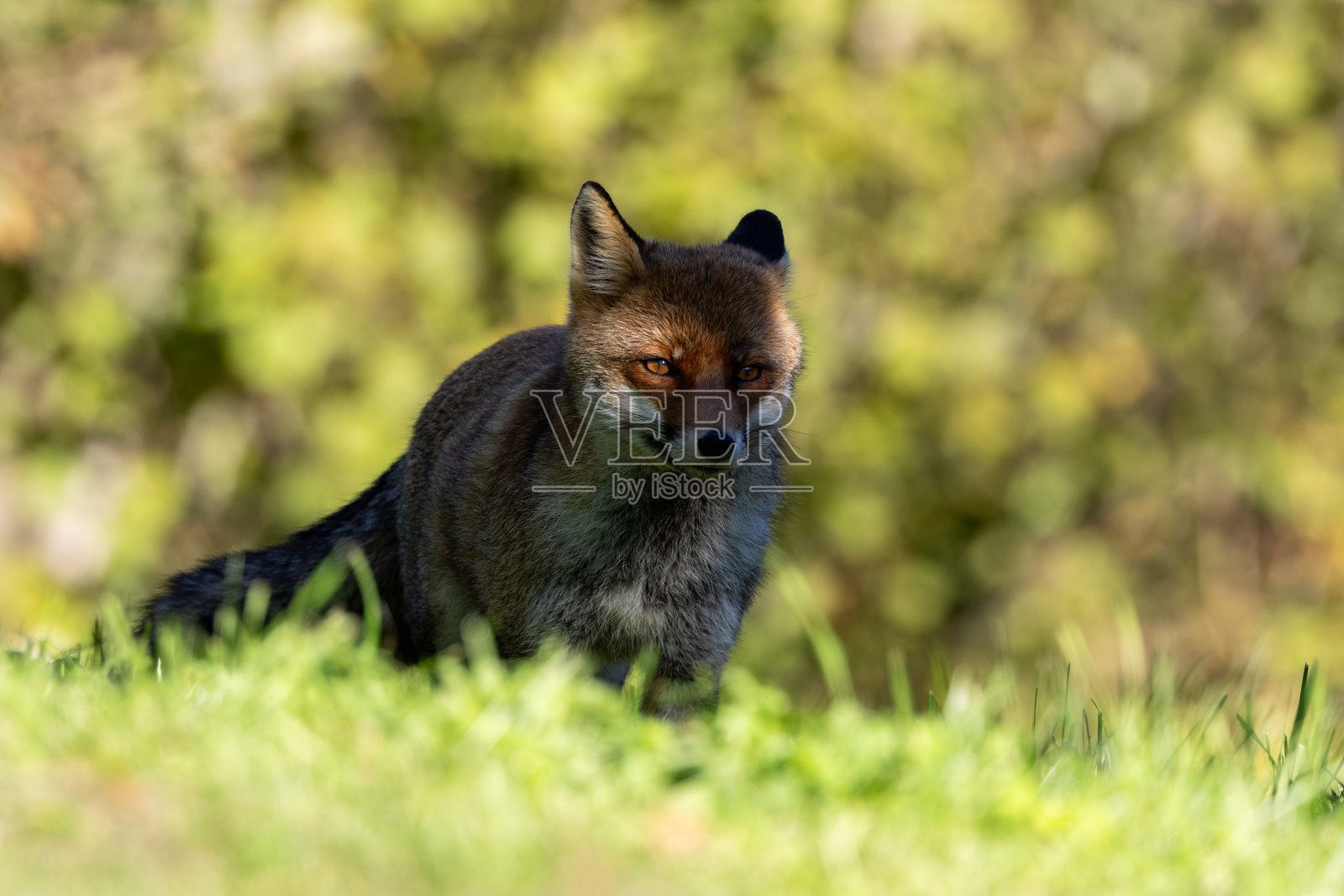 特写红狐照片摄影图片