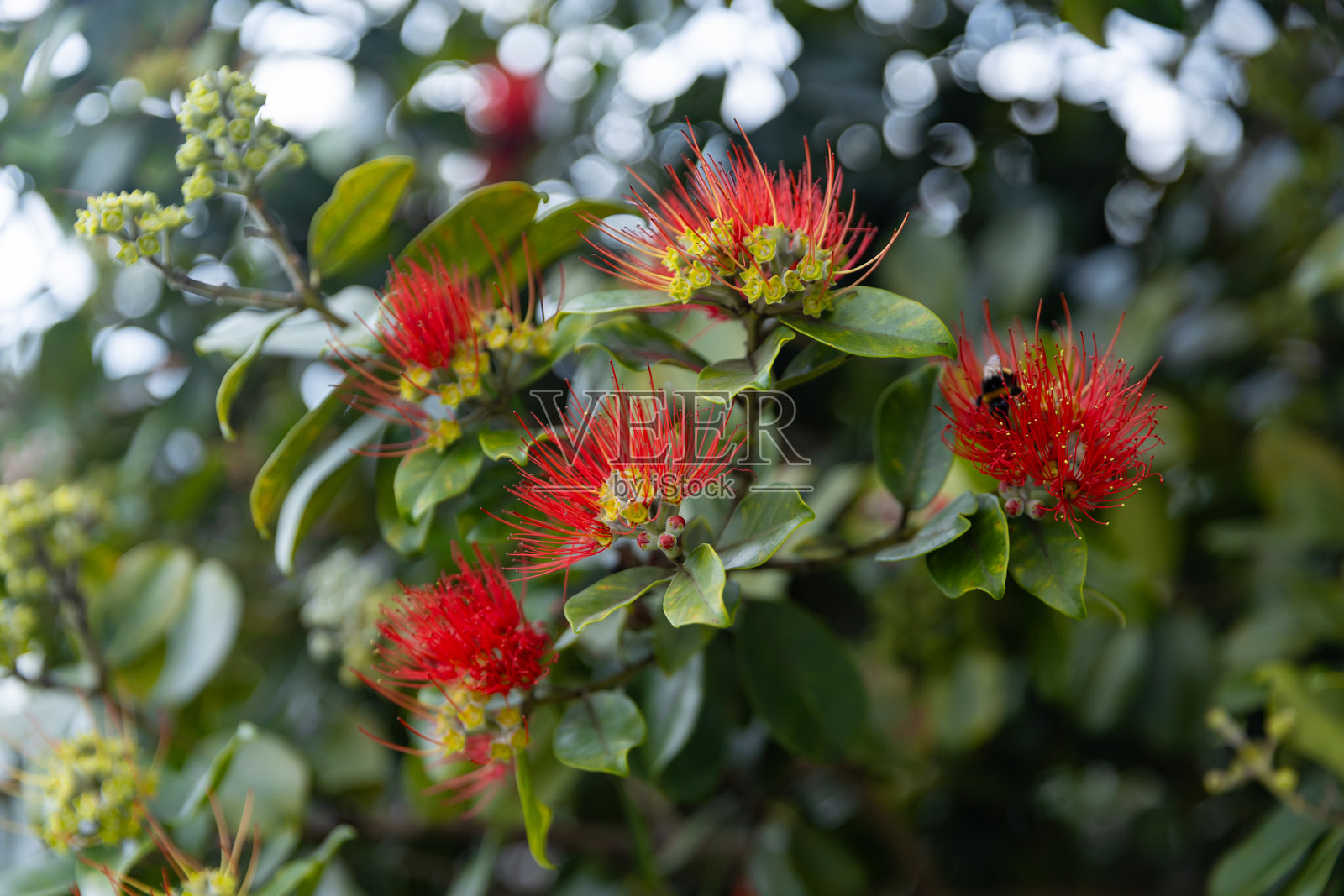 Pōhutukawa（Metrosideros excelsa）照片摄影图片