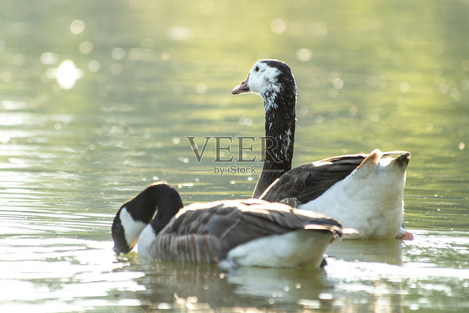 混合的斑头雁×加拿大雁与加拿大雁的不同组合 - Anser indicus × Branta canadensis & Branta canadensis照片摄影图片