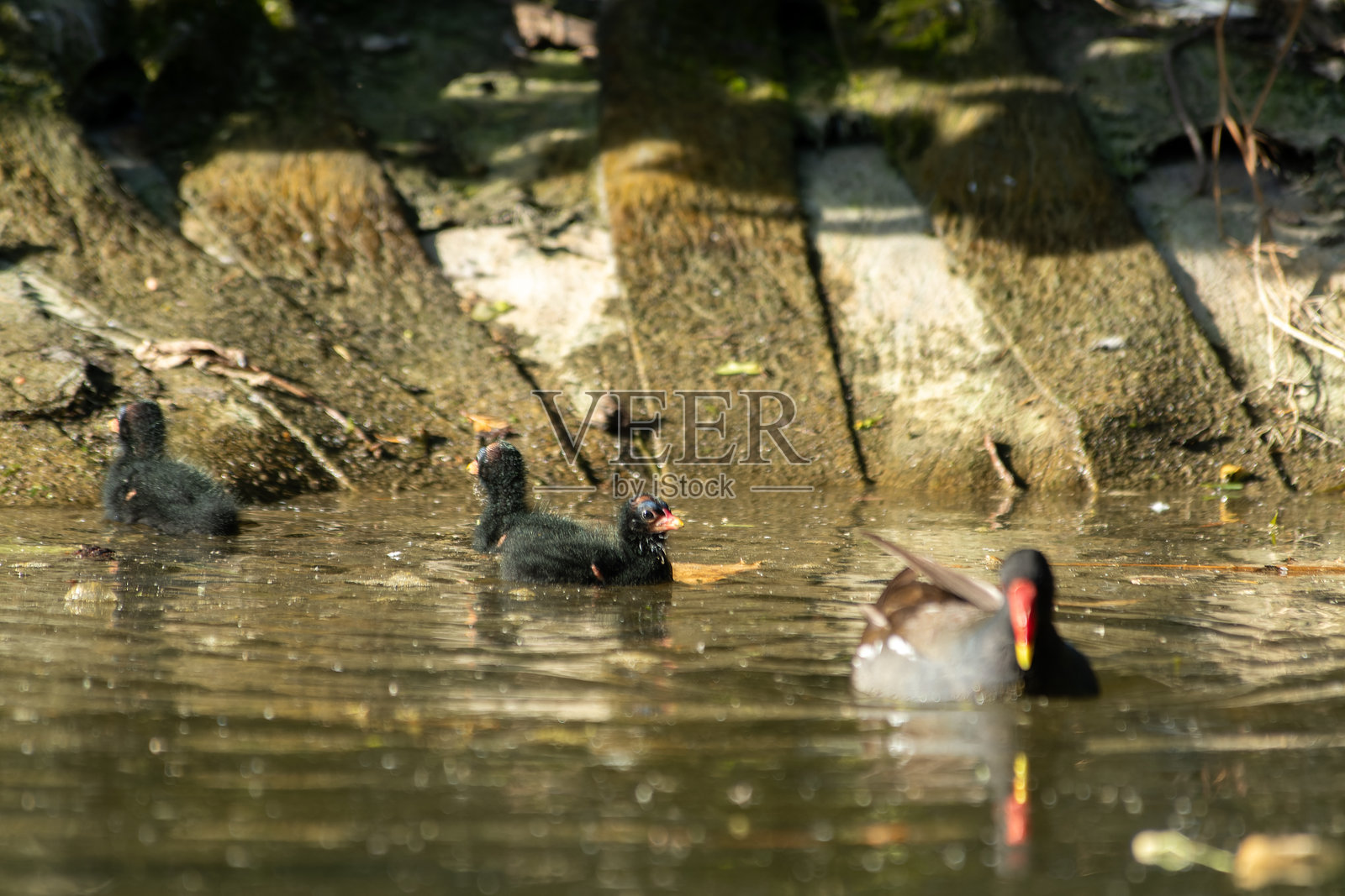 水边的小水鸡（雏鸟） – 黑水鸡照片摄影图片