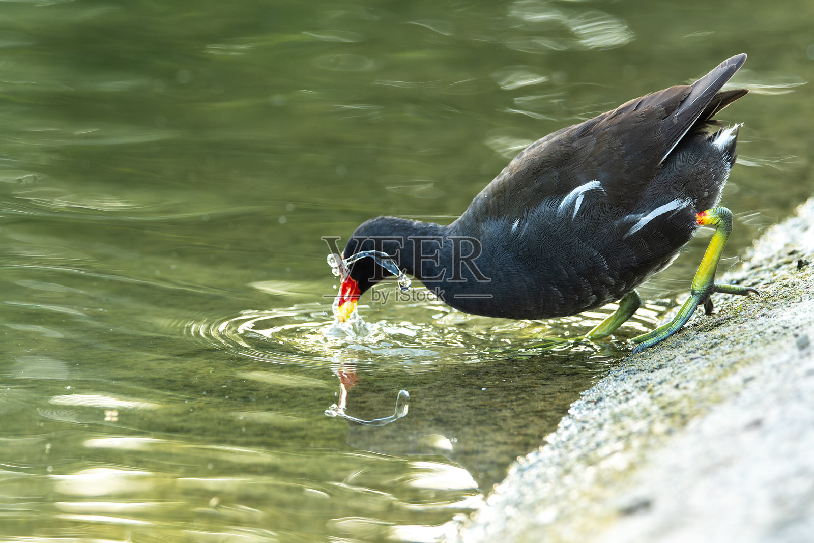 水鸡进入水中 – 黑水鸡照片摄影图片