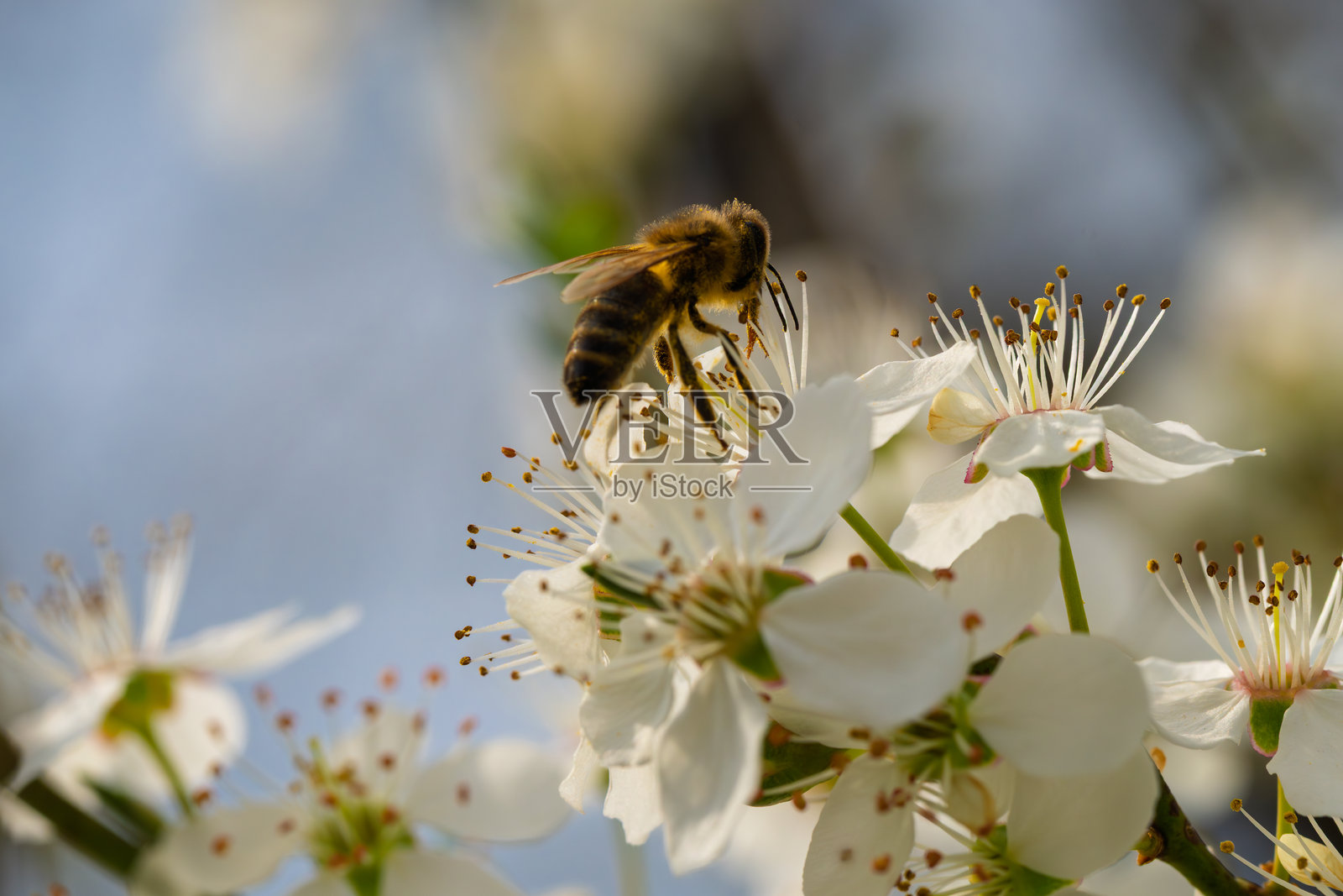 一只蜜蜂在春季的美丽花朵上勤奋地采集甜蜜的花蜜照片摄影图片