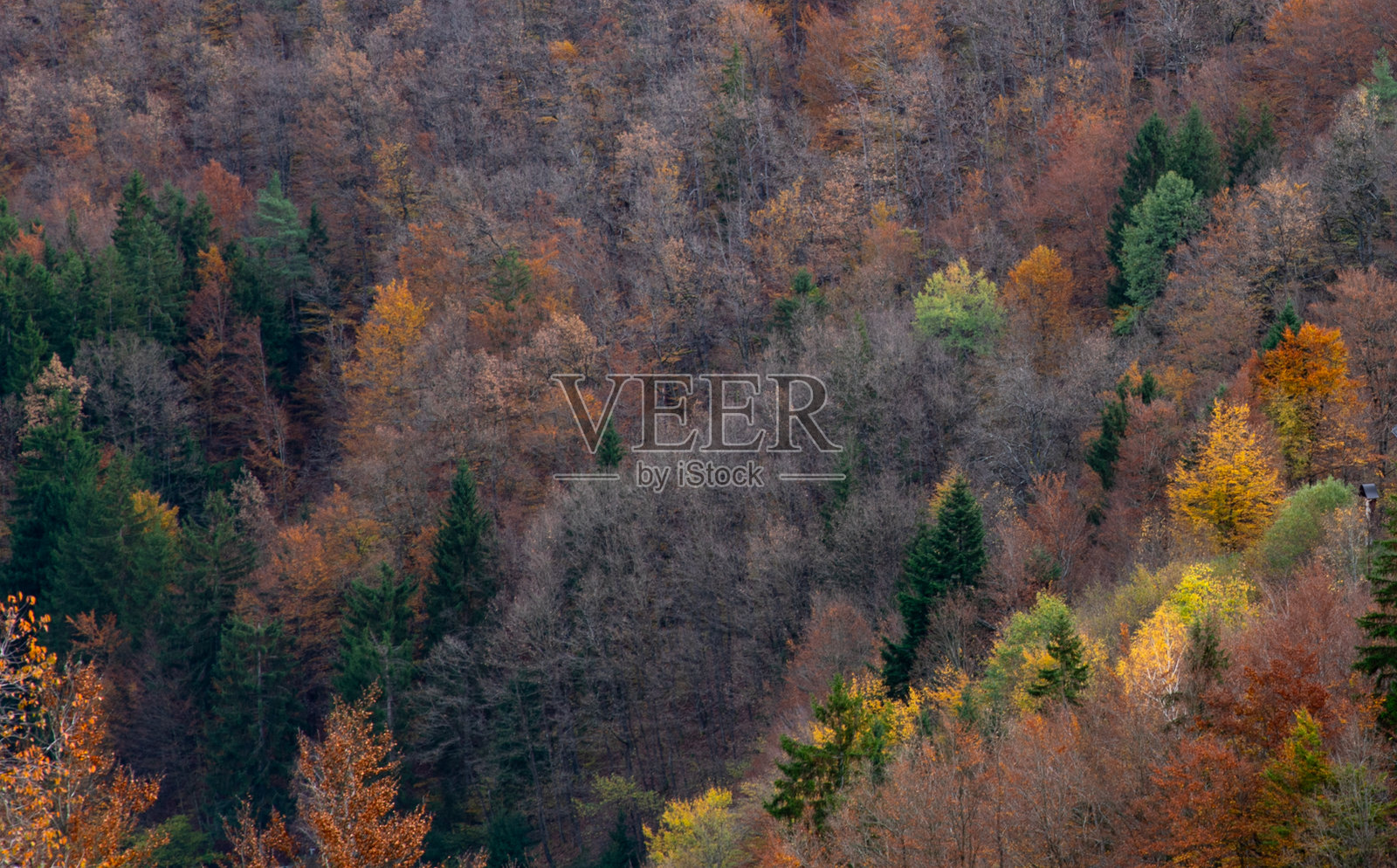 秋季森林的俯视图，五彩斑斓的树木。自然背景，秋天季节，森林。照片摄影图片