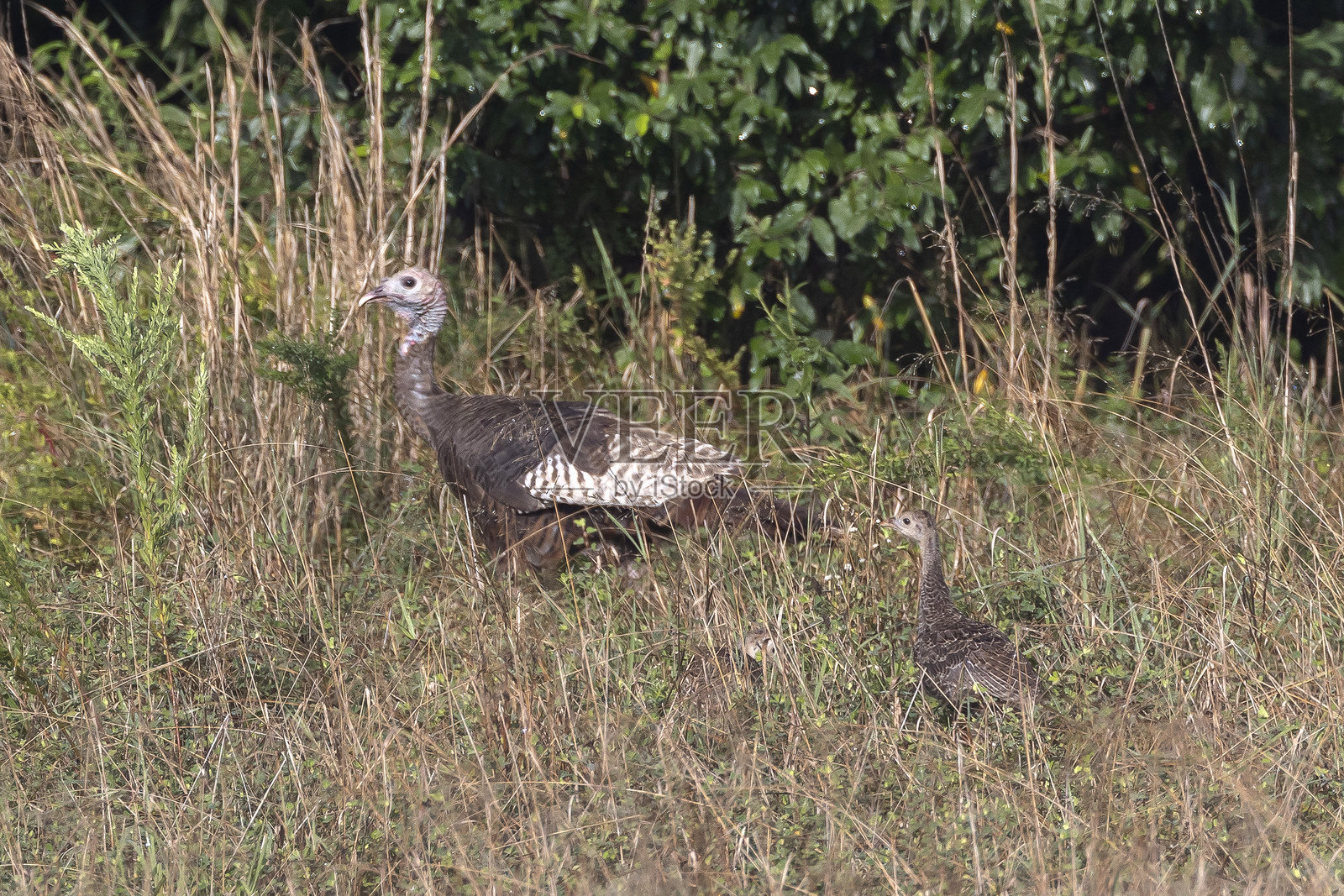 野生火鸡照片摄影图片