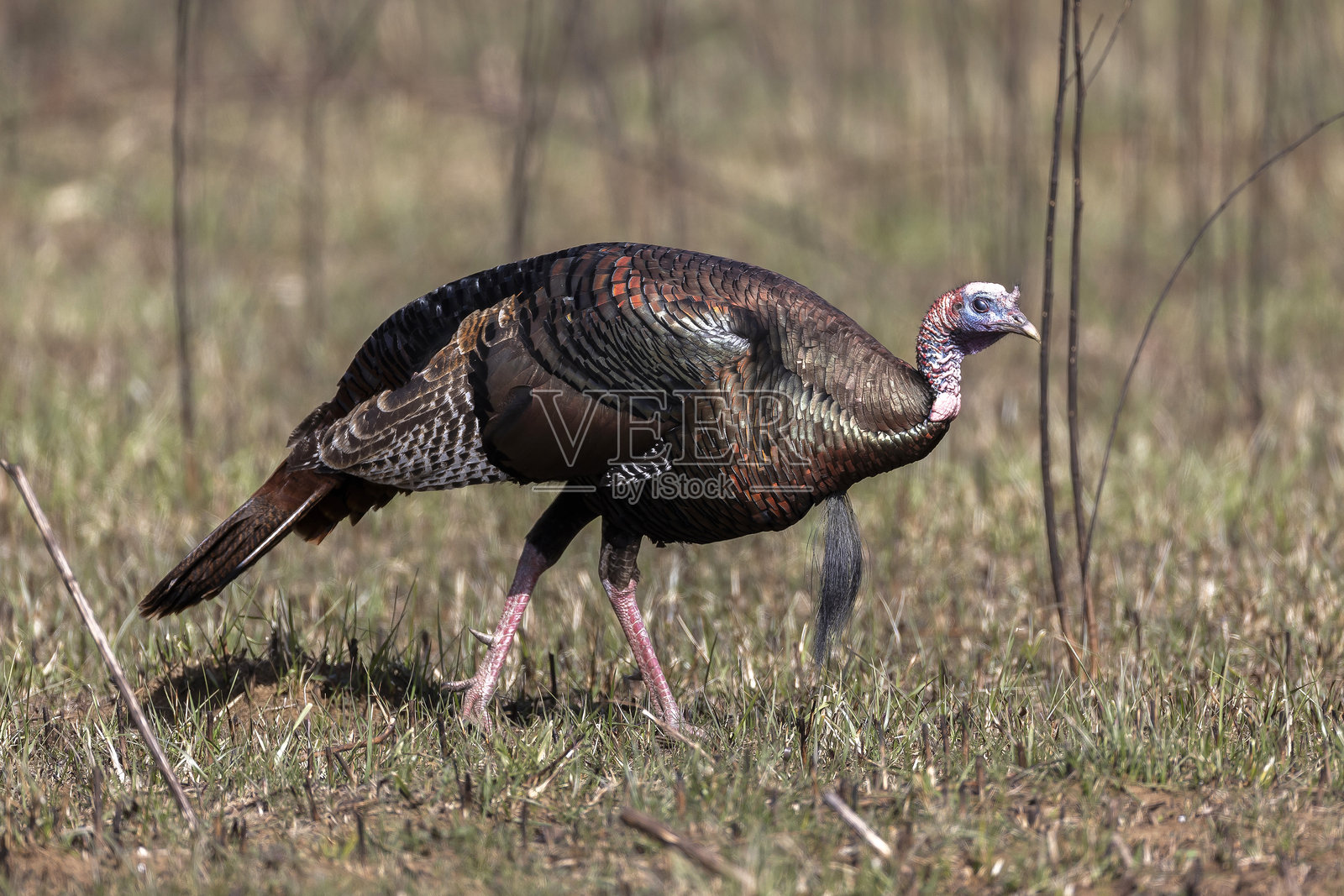 野生火鸡照片摄影图片