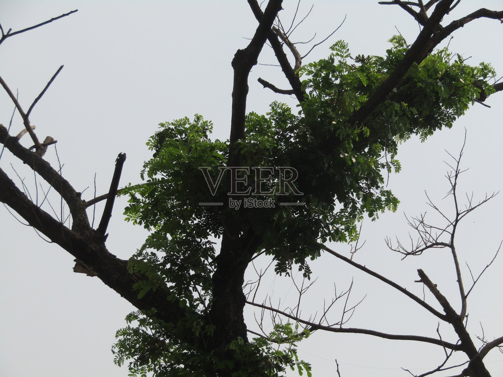 美丽的植物摄影，自然壁纸。绿色叶子，植物和叶片。照片摄影图片