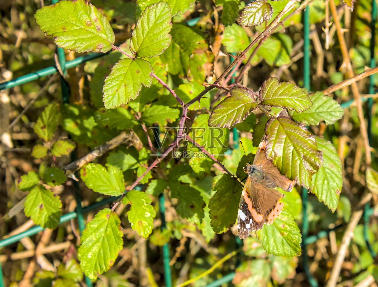 叶子间的蝴蝶照片摄影图片