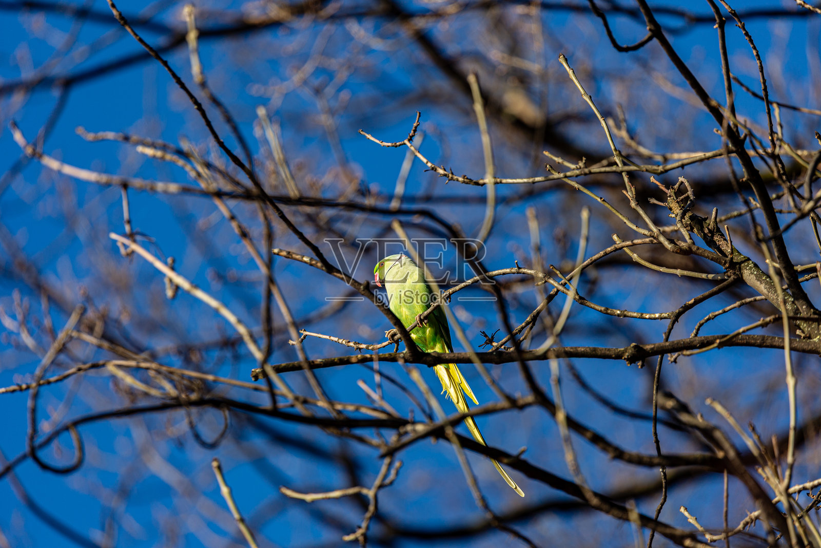 冬天树枝上的黄色鹦鹉照片摄影图片