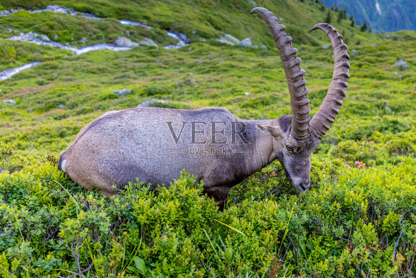 阿尔卑斯山的山羊，岩羊照片摄影图片