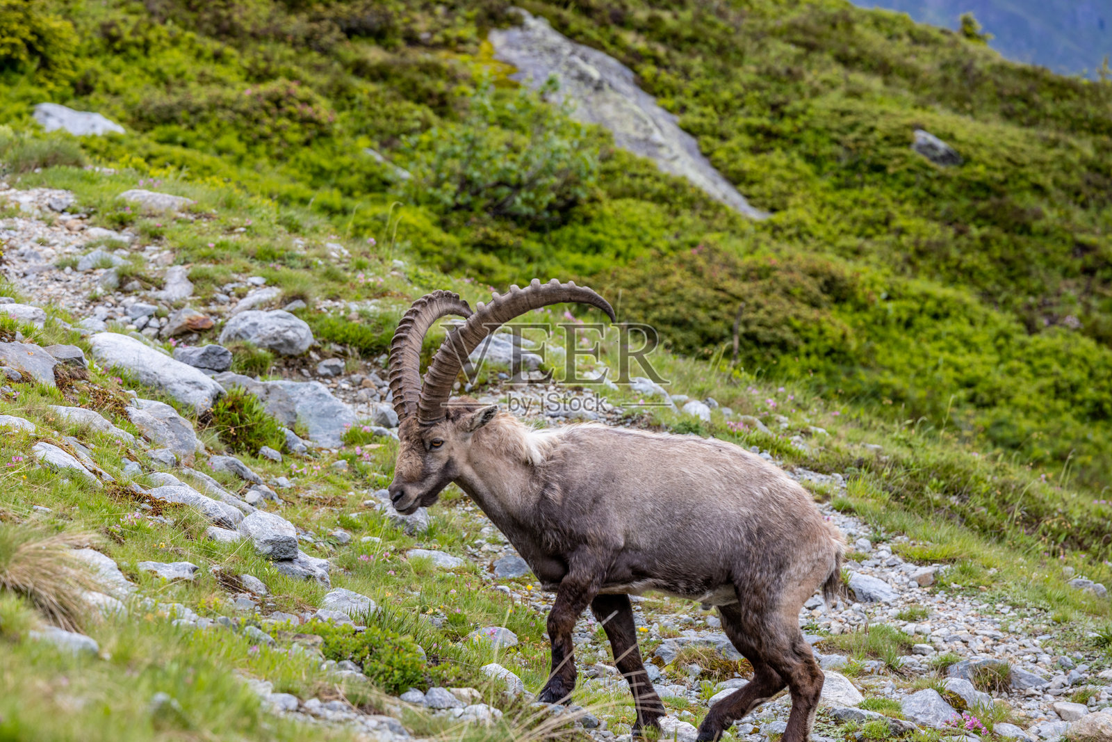 阿尔卑斯山的山羊，岩羊照片摄影图片