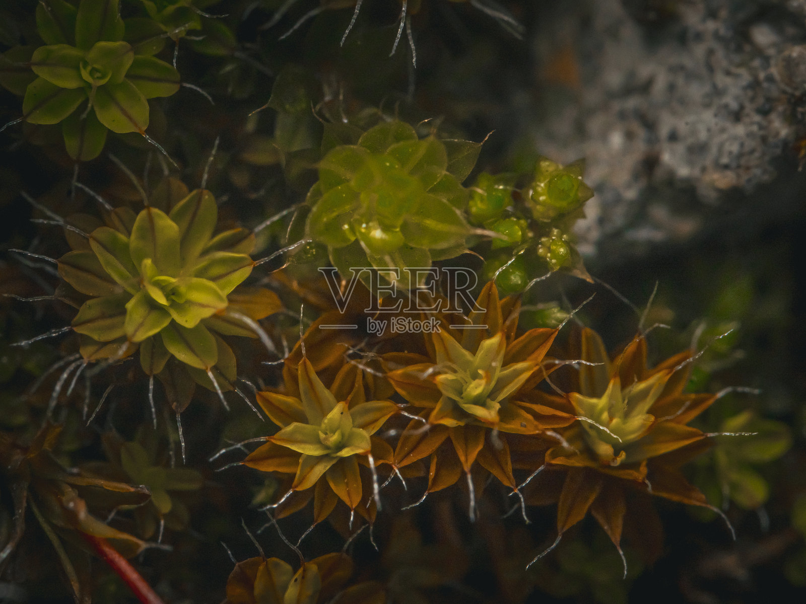 苔藓的微观世界：近距离观察迷你森林照片摄影图片