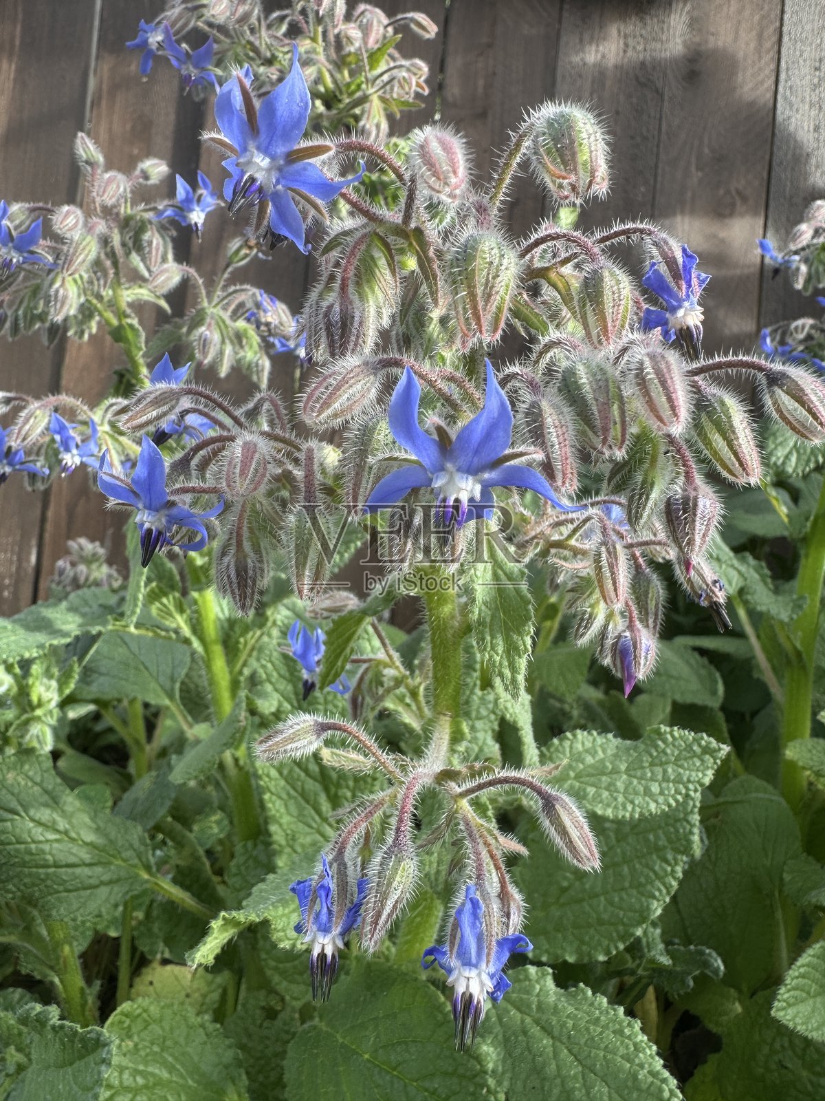 春季盛开的琉璃苣植物照片摄影图片