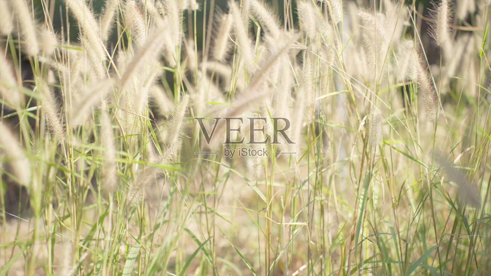 宁静的草地，摇曳的野草和花朵照片摄影图片