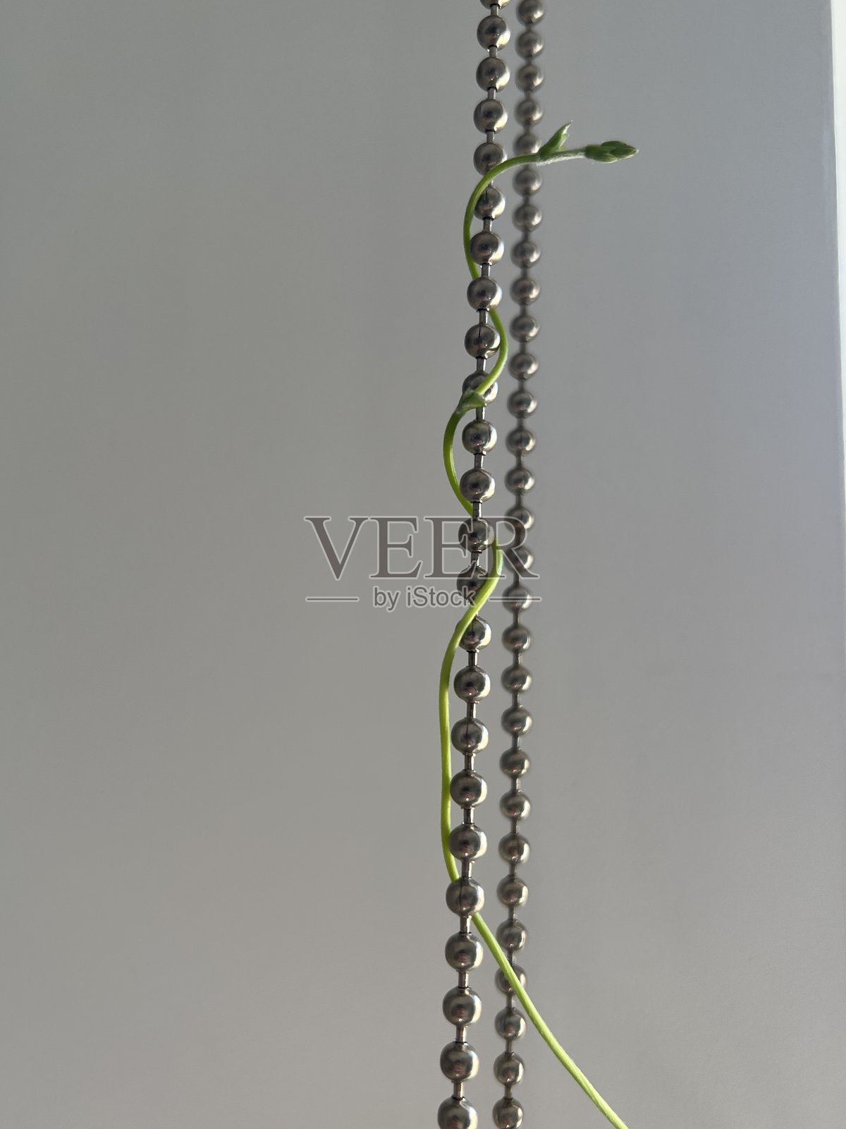 藤蔓照片摄影图片