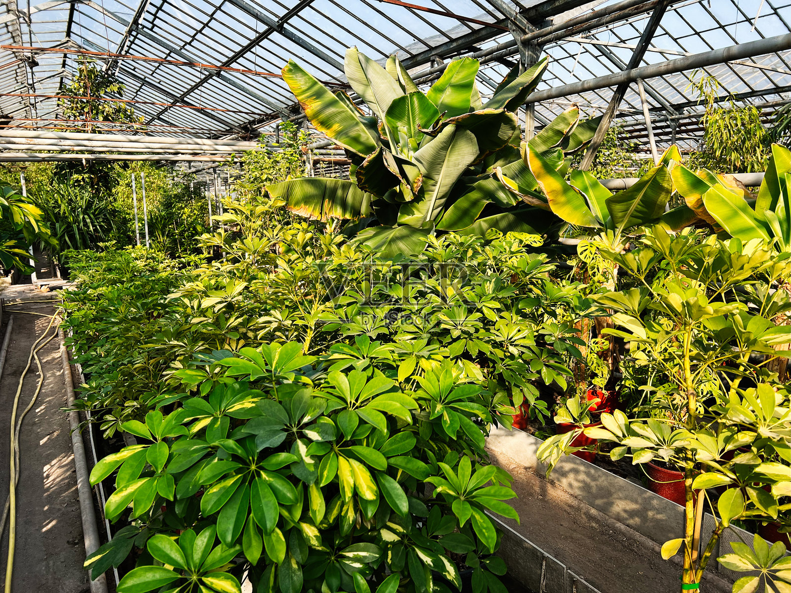 温室内有生机勃勃的热带植物，清晰的玻璃屋顶结构下。照片摄影图片