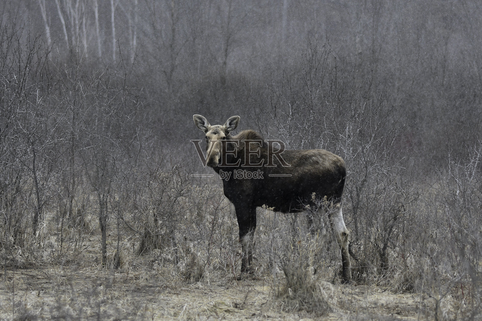 春天草地上的母驼鹿照片摄影图片