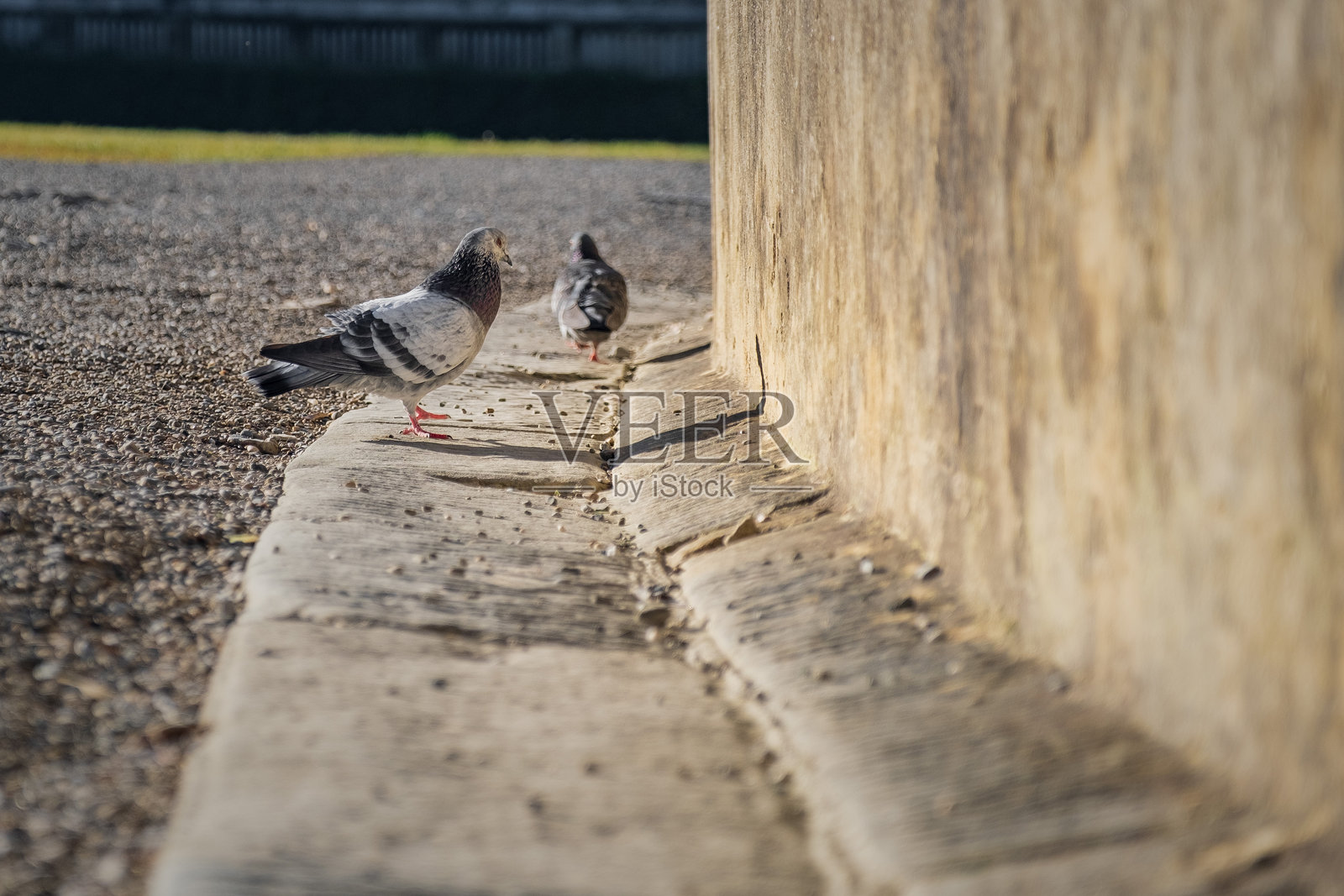 鸽子照片摄影图片