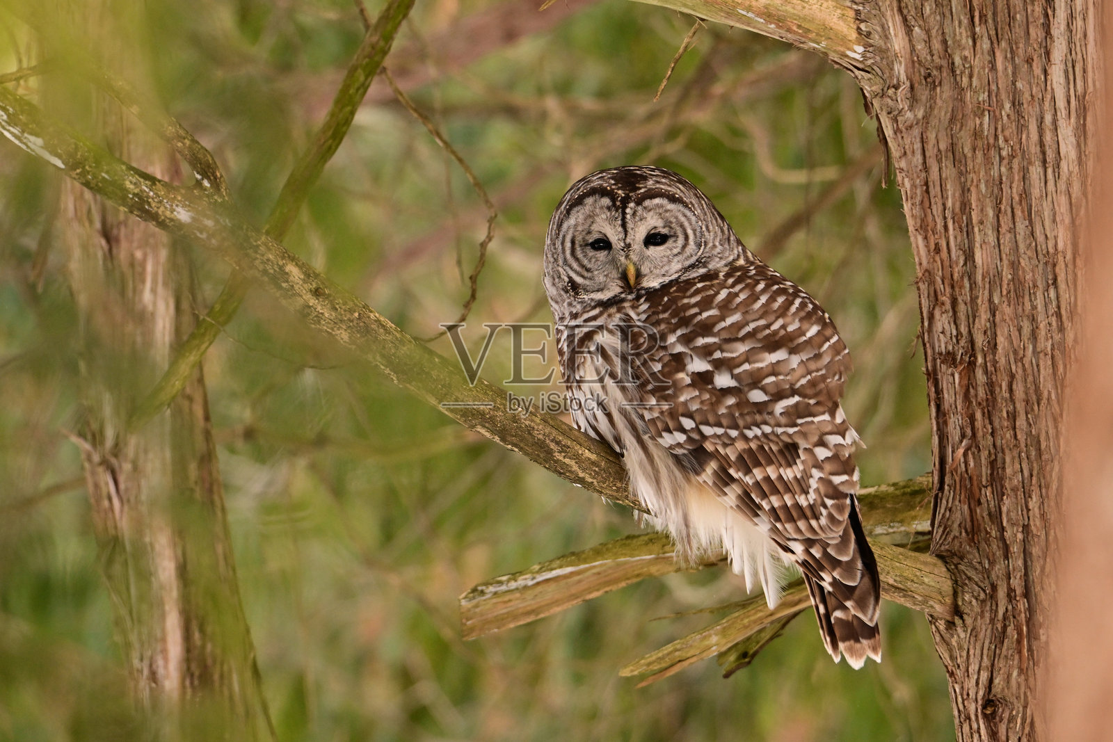 栉羽鸮栖息在雪松树上照片摄影图片