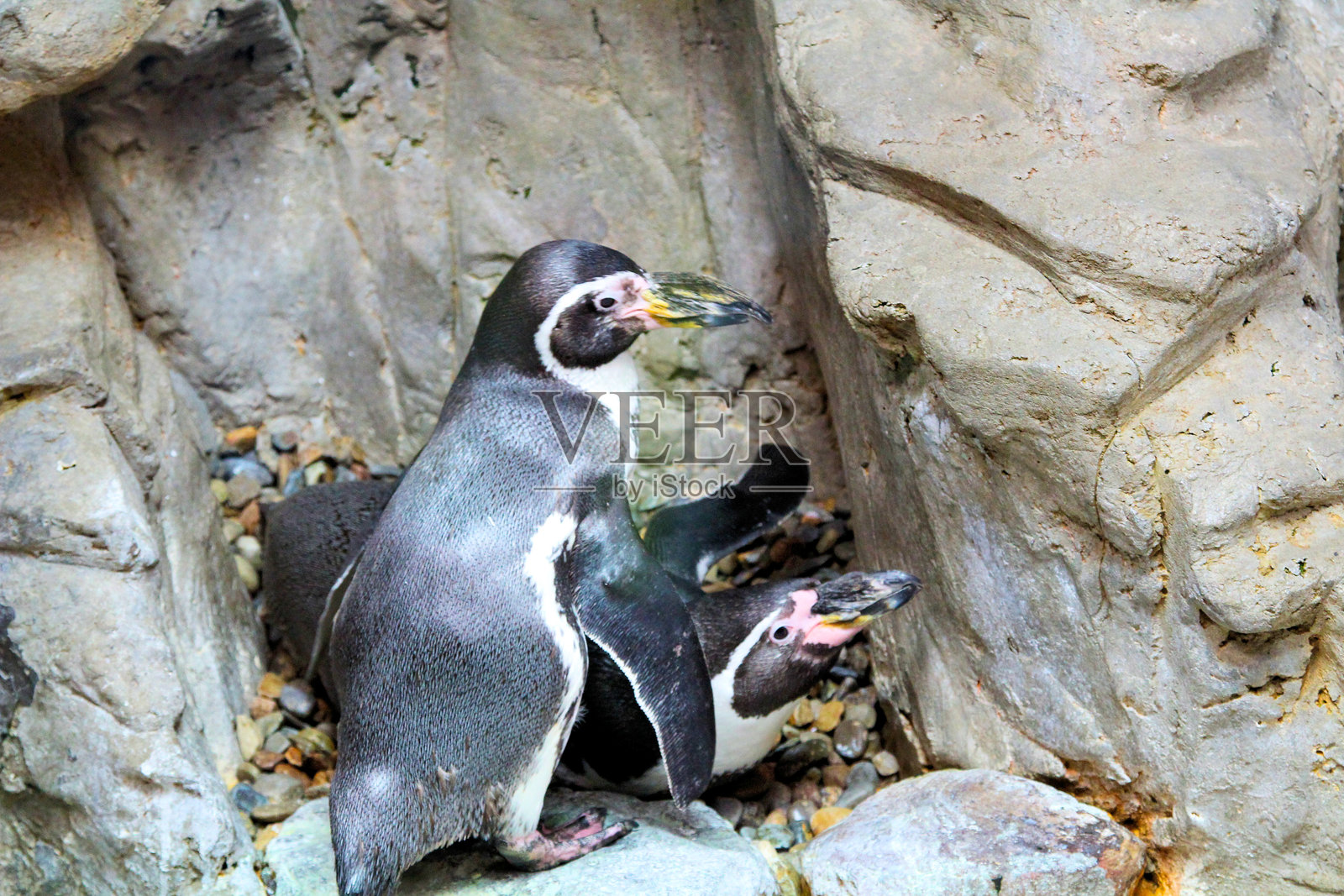 白天，企鹅在岩石栖息地中互动照片摄影图片