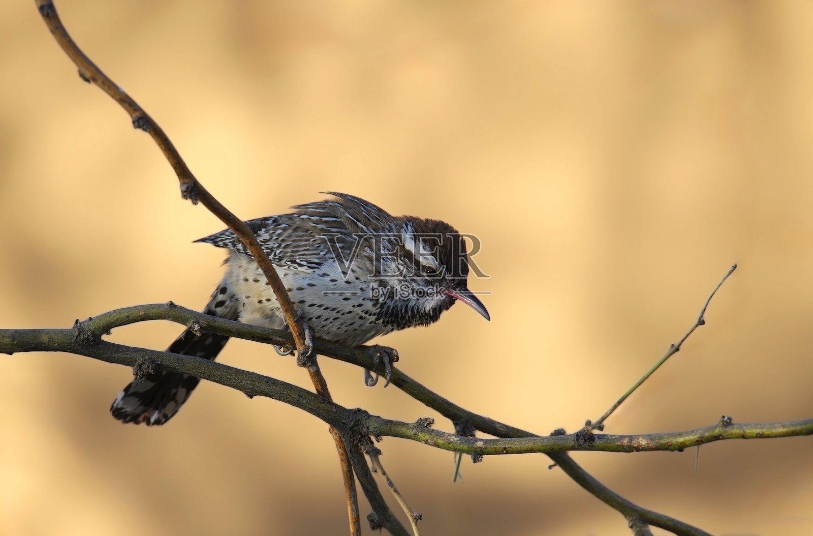 仙人掌鸣鸟（campylorhynchus brunneicapillu）从小树枝上俯视。照片摄影图片
