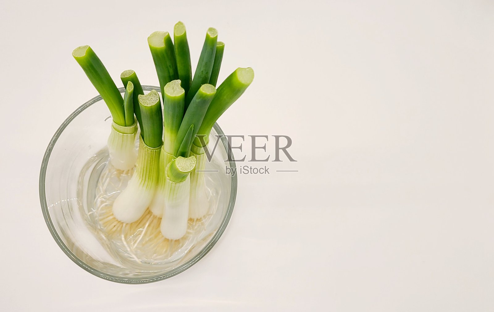 在玻璃杯中重新种植青葱照片摄影图片