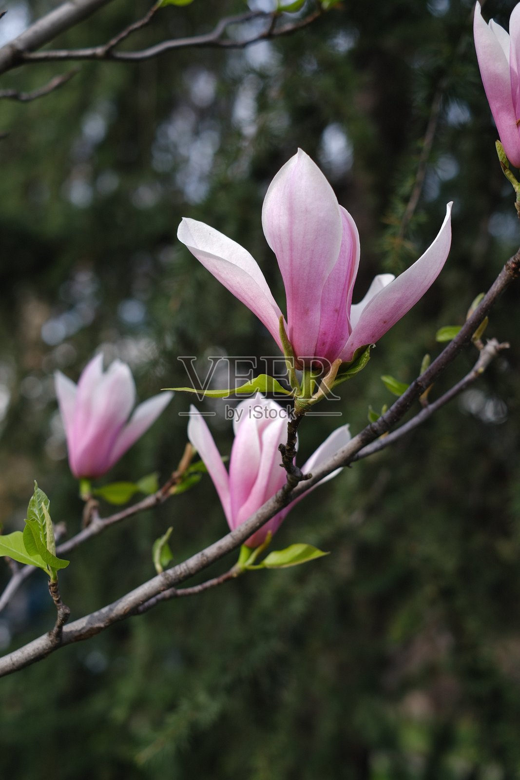 木兰花照片摄影图片