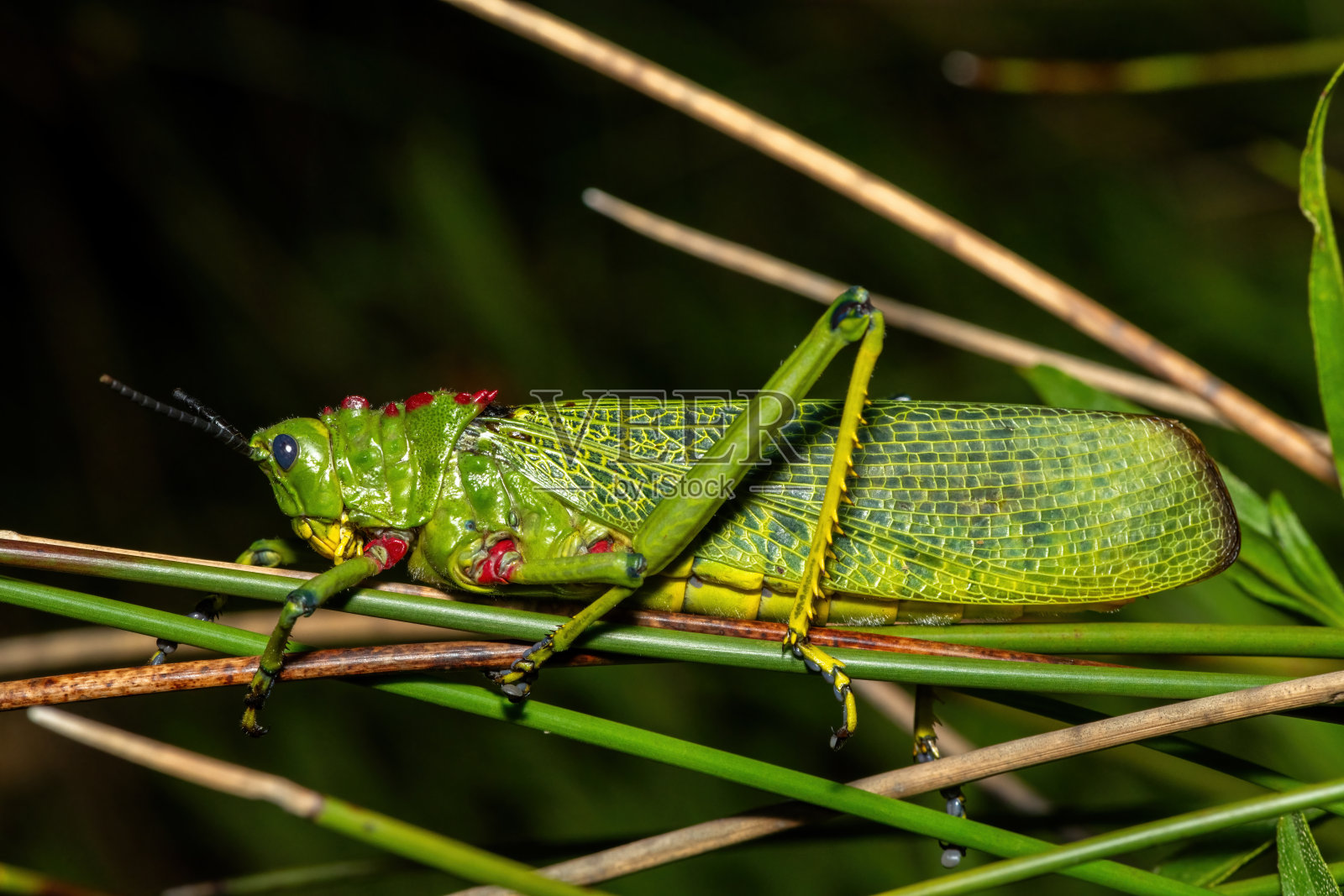 绿色牛奶草蝗（Phymateus viridipes），也称为非洲灌木蚱蜢照片摄影图片