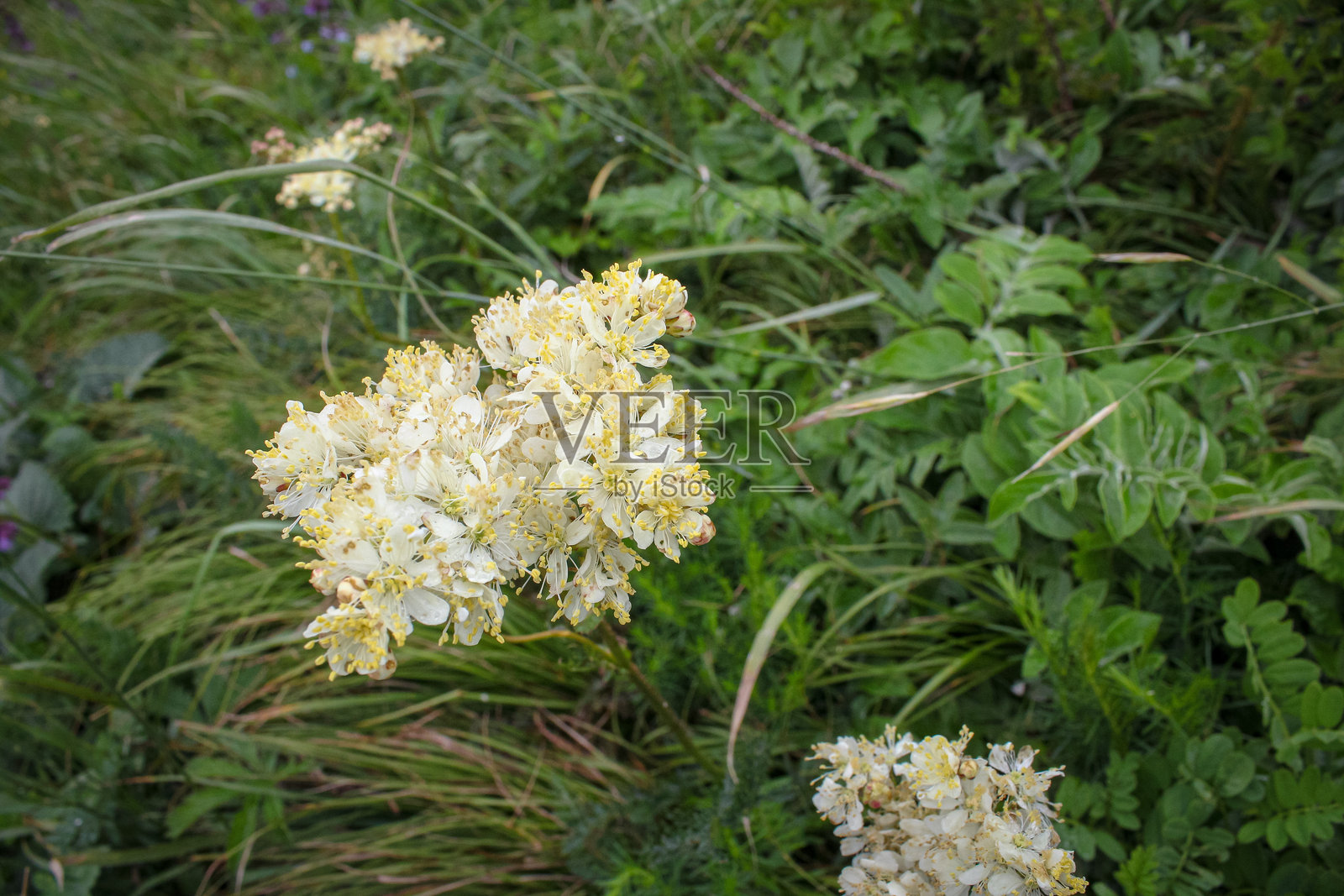 草地上的白色野花与绿色草丛相映成趣照片摄影图片