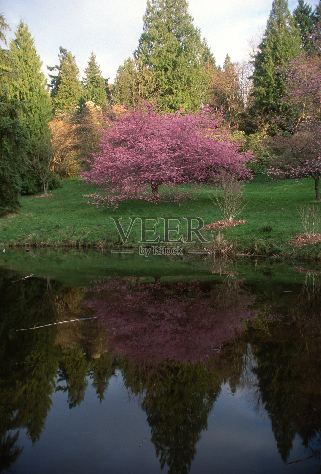 盛开的樱花在初秋阳光的照耀下显得格外华丽照片摄影图片