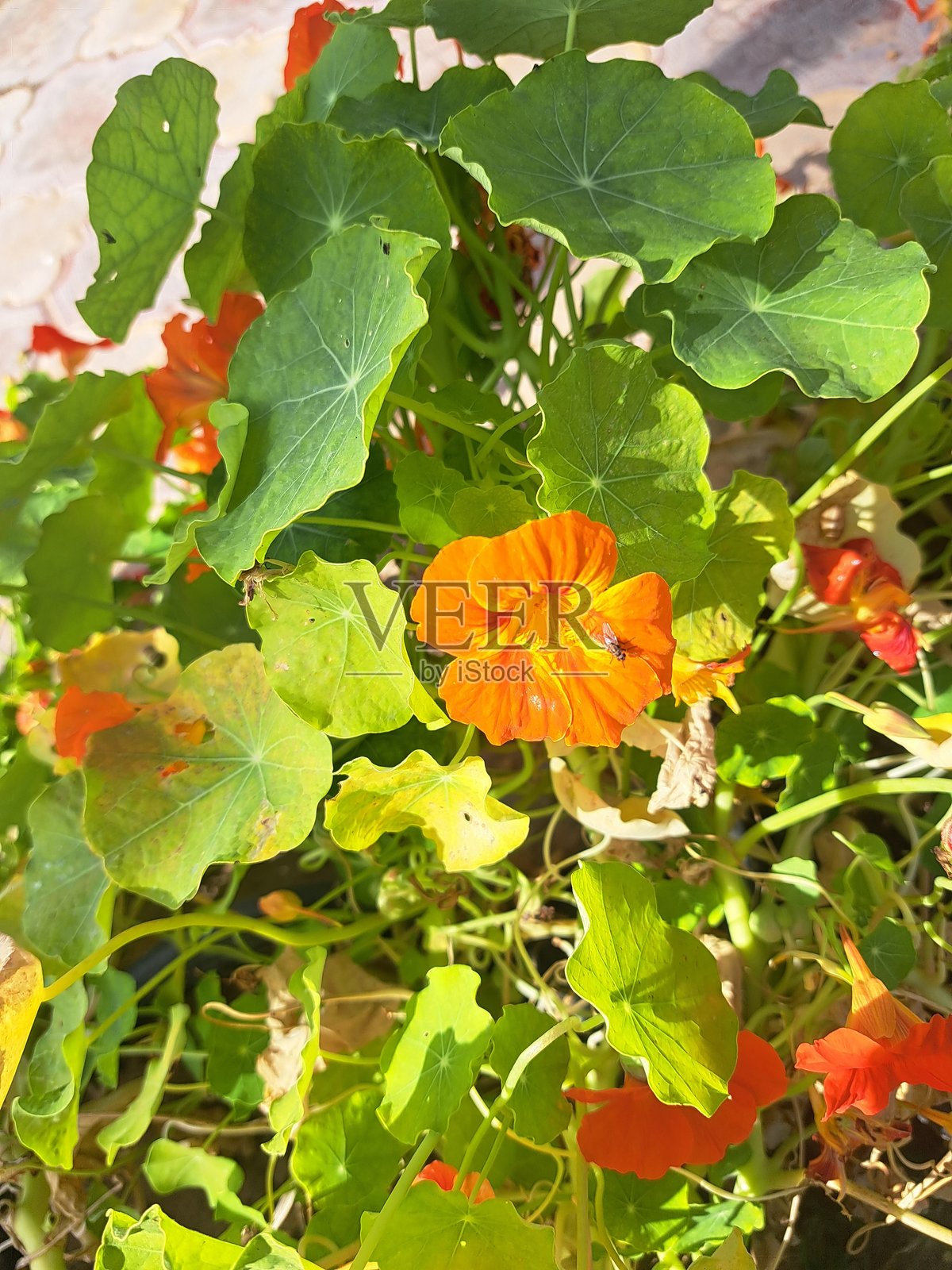 蒙塔扎花园中的美丽花朵照片摄影图片