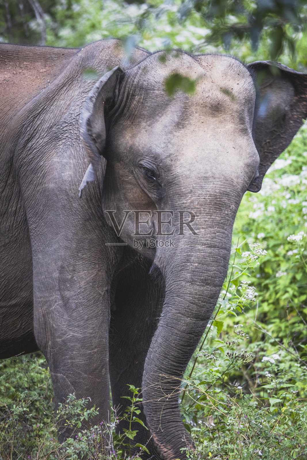 在森林中吃东西的大象照片摄影图片