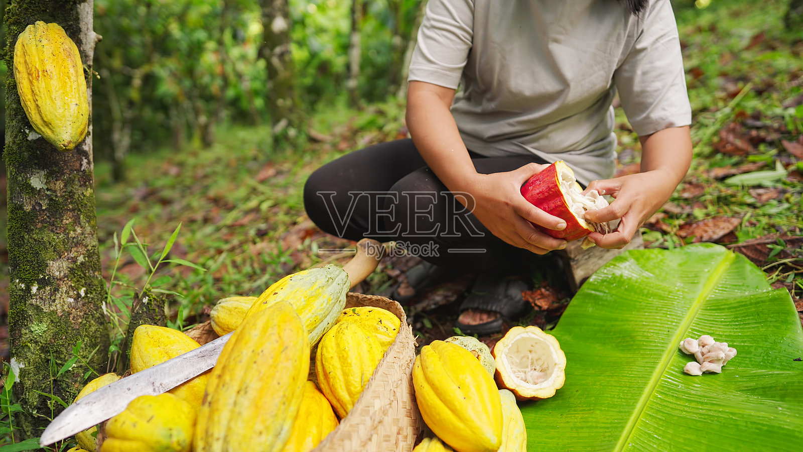 女性可可农民在农场收获新鲜的白色可可豆，来自红色成熟的可可荚照片摄影图片