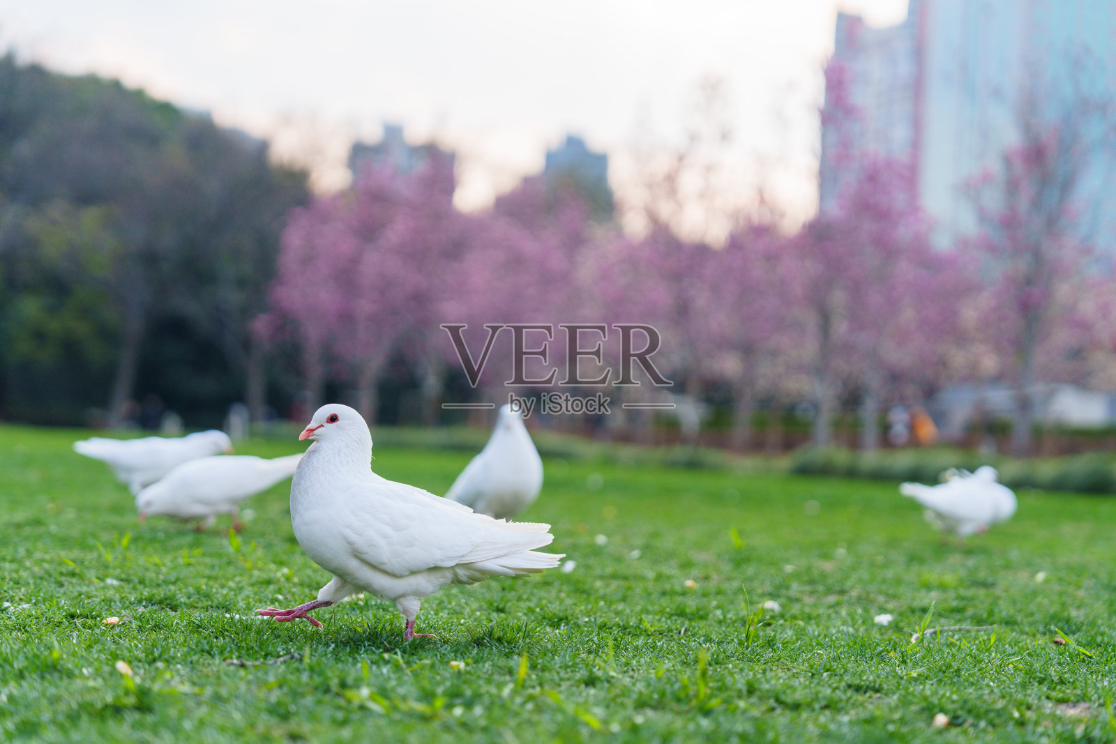 城市公园草地上的一群白鸽照片摄影图片