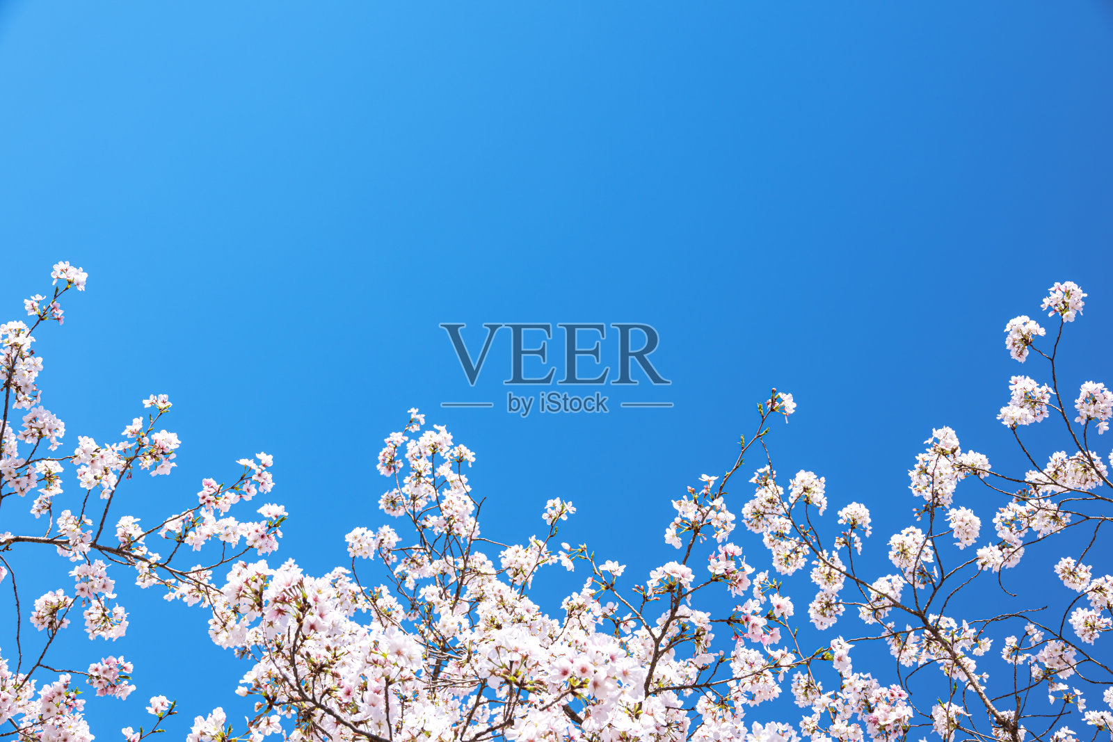 樱花盛开的春季背景照片摄影图片