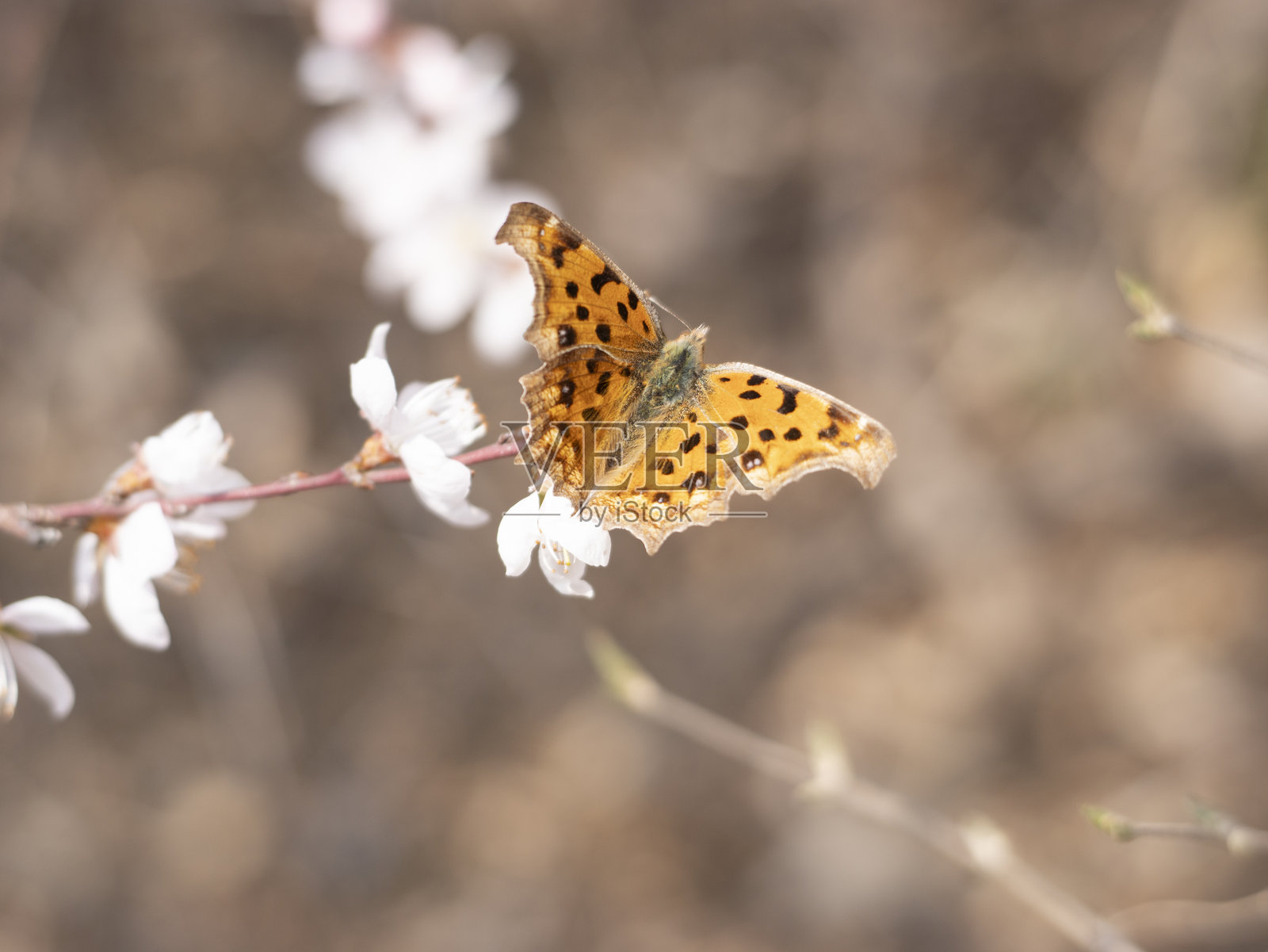 春天盛开的樱花，蜜蜂在采集花蜜照片摄影图片