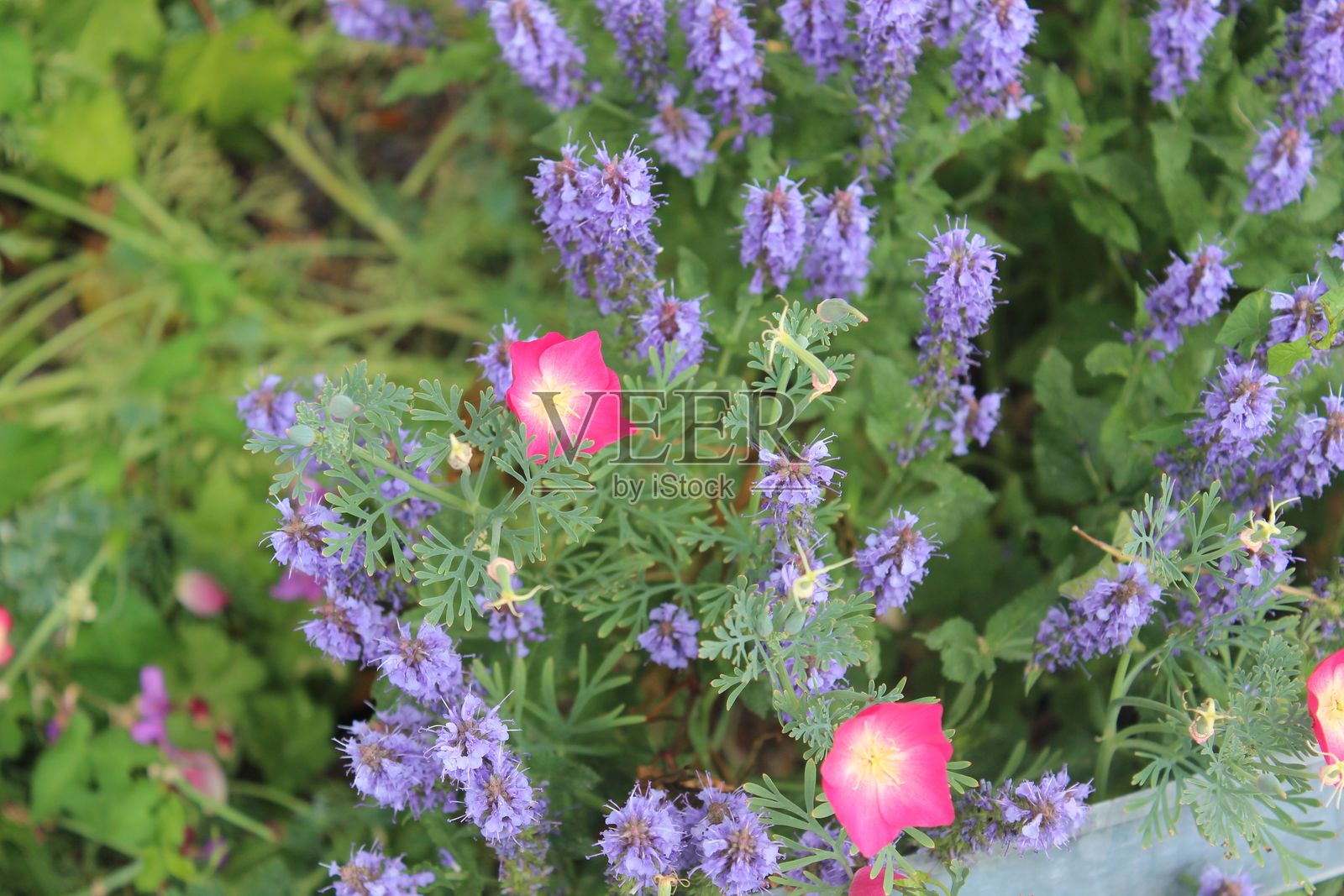 色彩斑斓的花园，盛开着紫色和粉色的花朵照片摄影图片